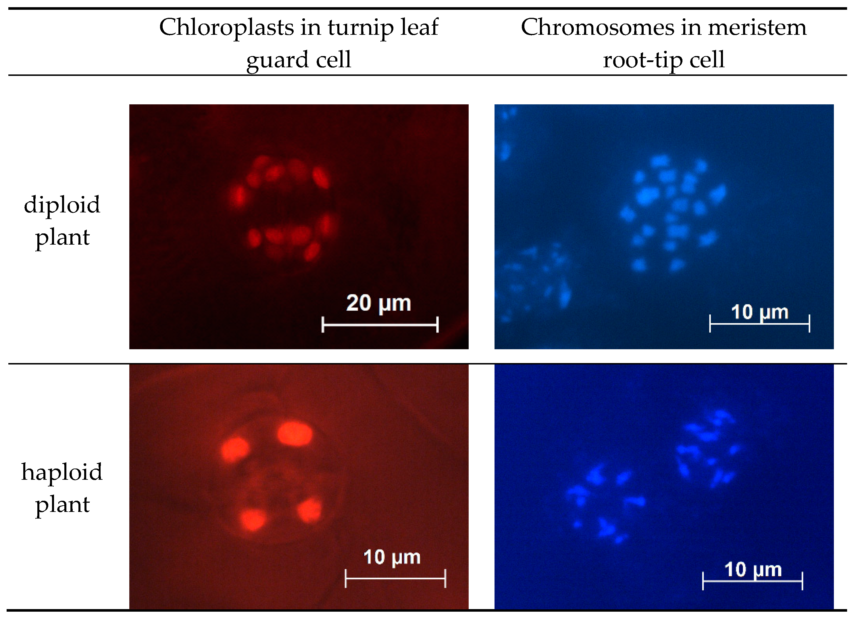 Plants 09 00278 g005 Plants 09 00278 g005