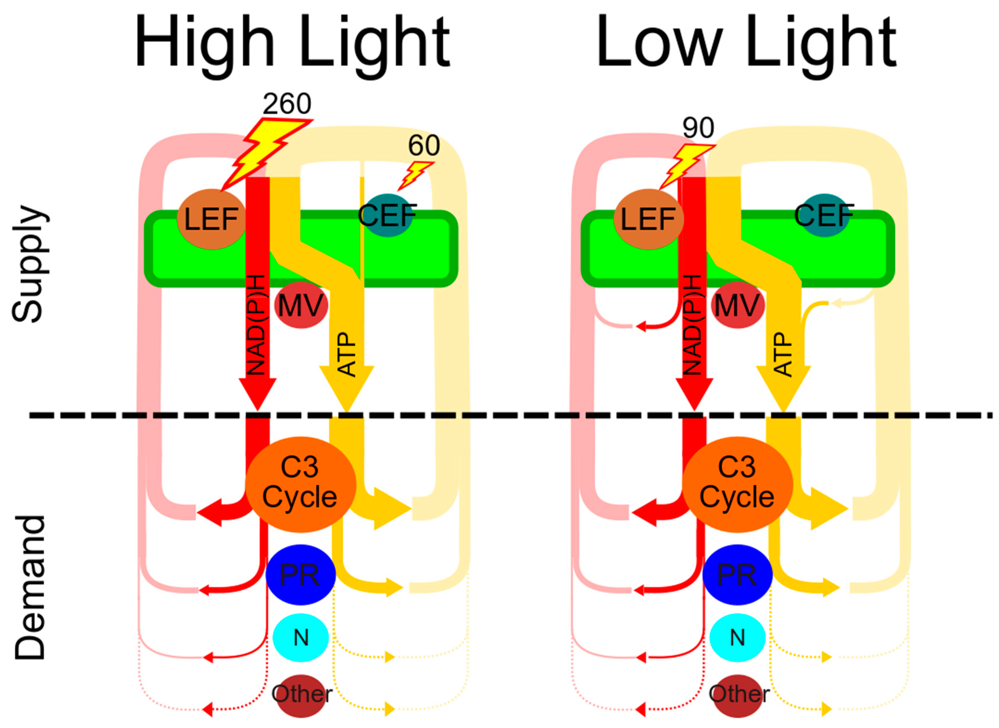 Plants | Free Full-Text | Flexibility in the Energy Balancing Network of  Photosynthesis Enables Safe Operation under Changing Environmental  Conditions