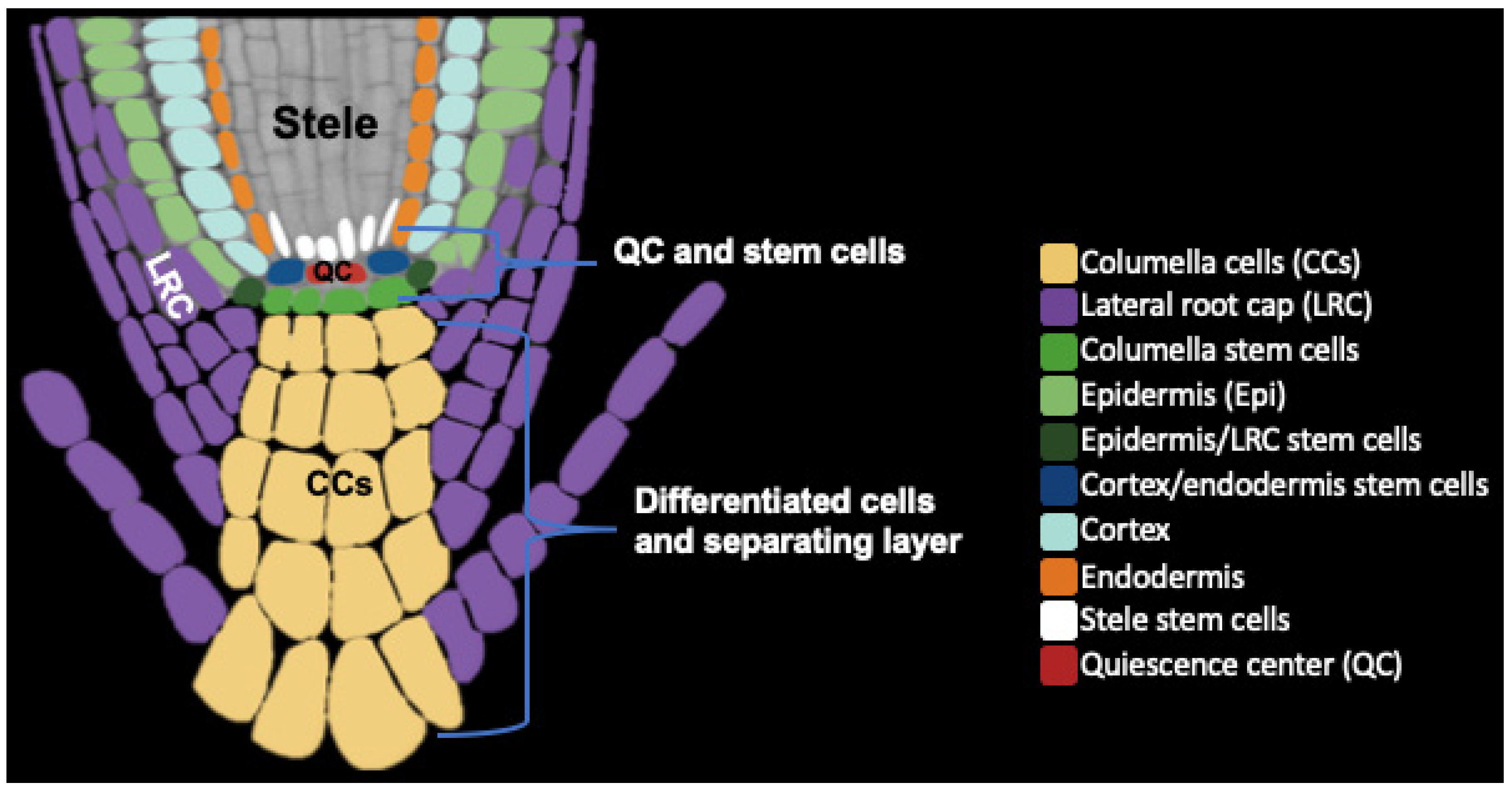 Plants | Free Full-Text | Shedding the Last Layer: Mechanisms of Root Cap  Cell Release