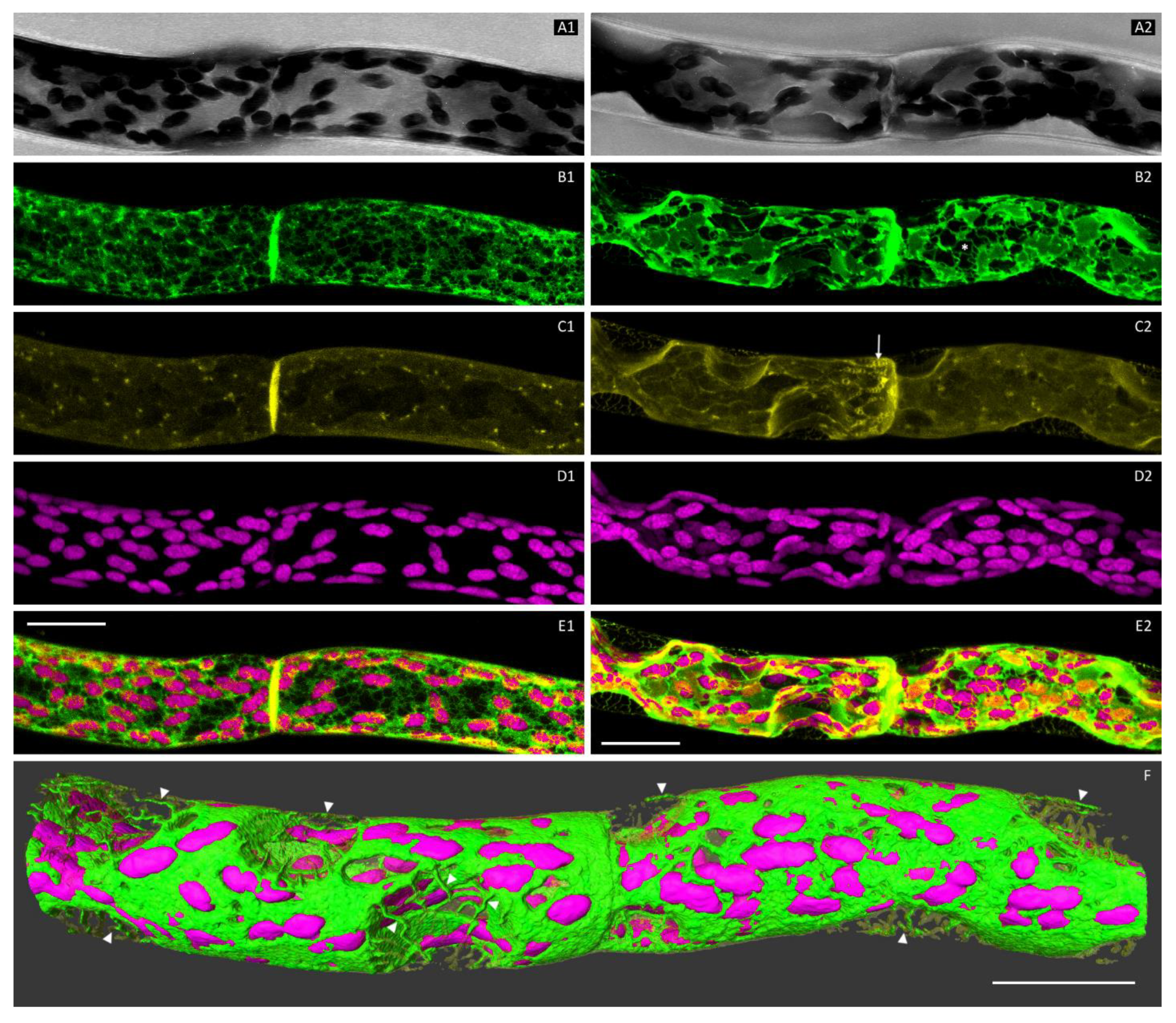 Plants 09 00421 g002