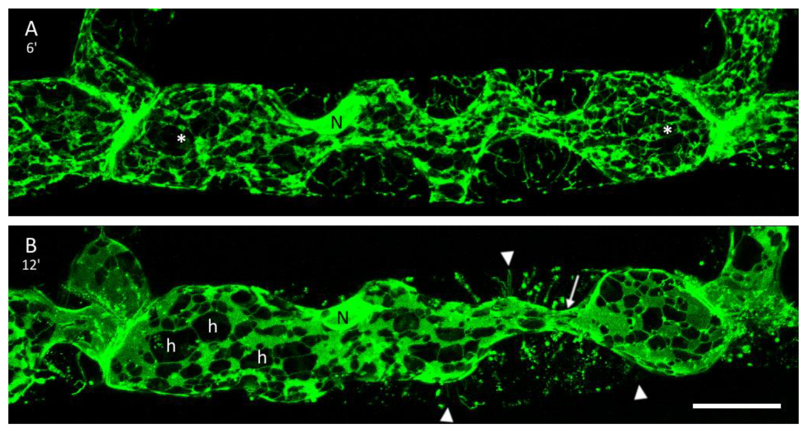 Plants 09 00421 g004