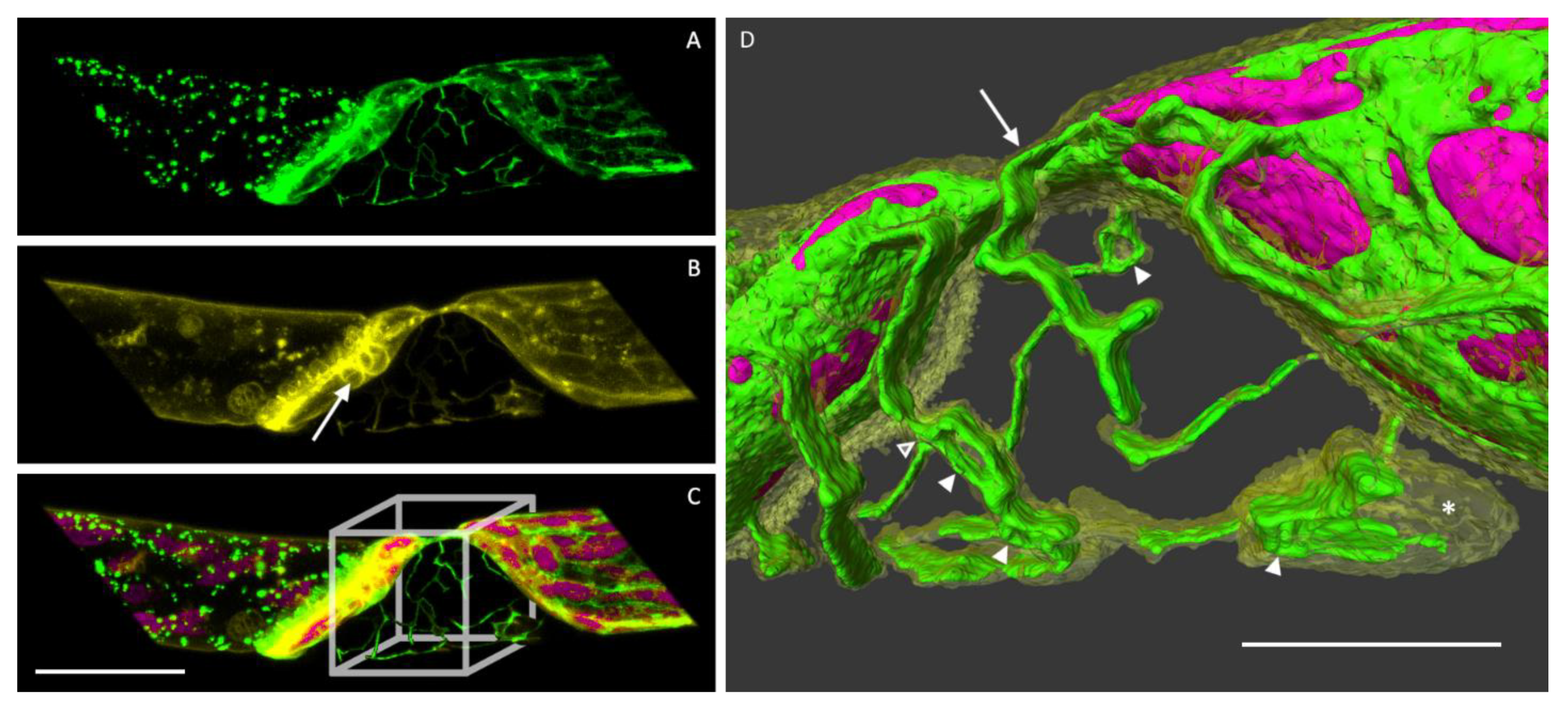 Plants 09 00421 g005