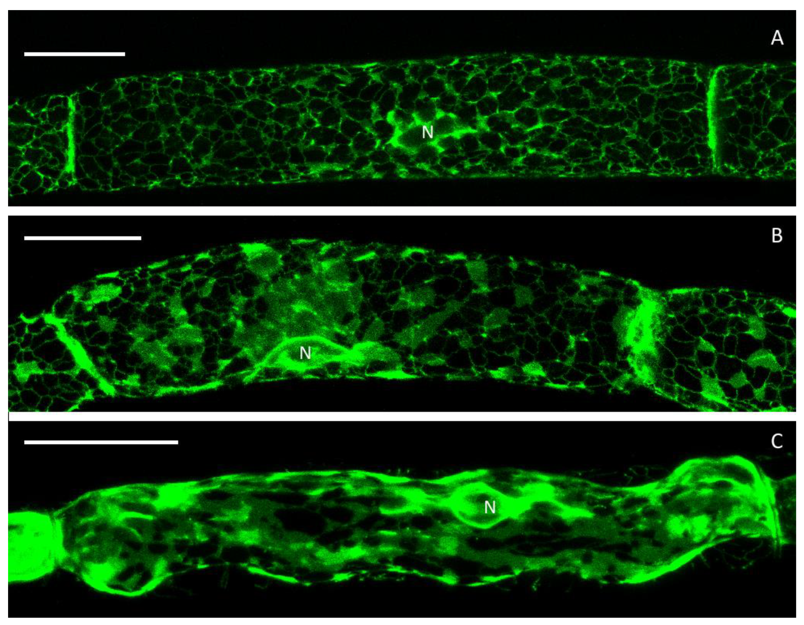 Plants 09 00421 g006