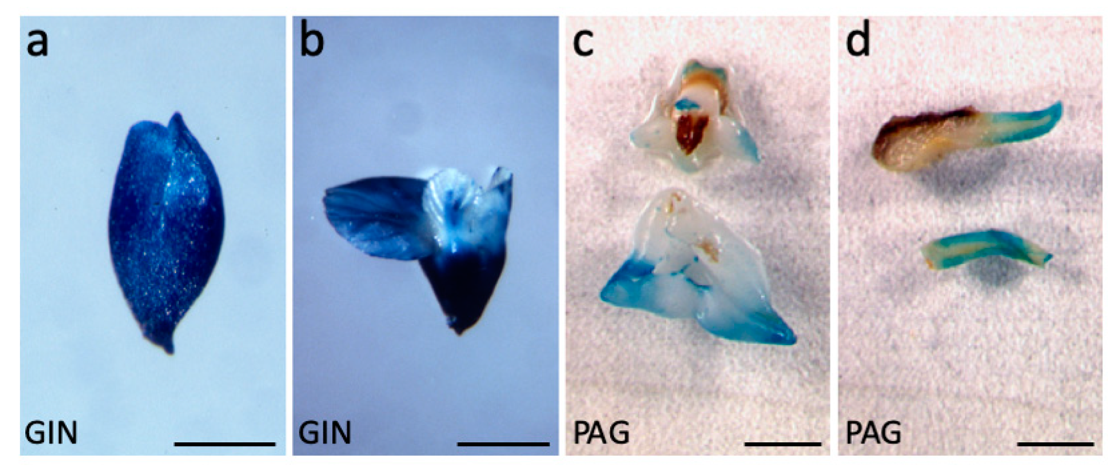 Plants 09 00444 g001