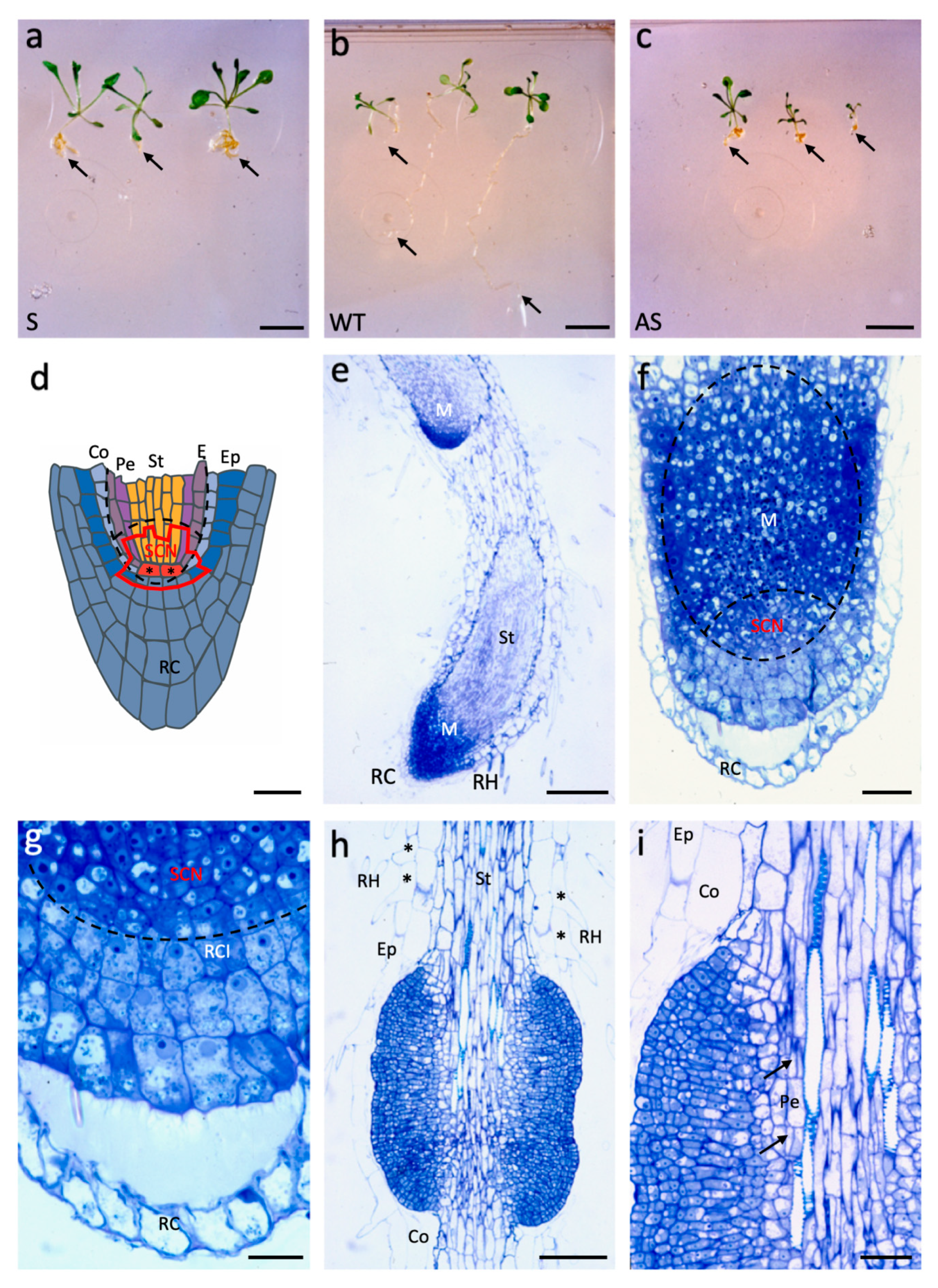 Plants 09 00444 g004