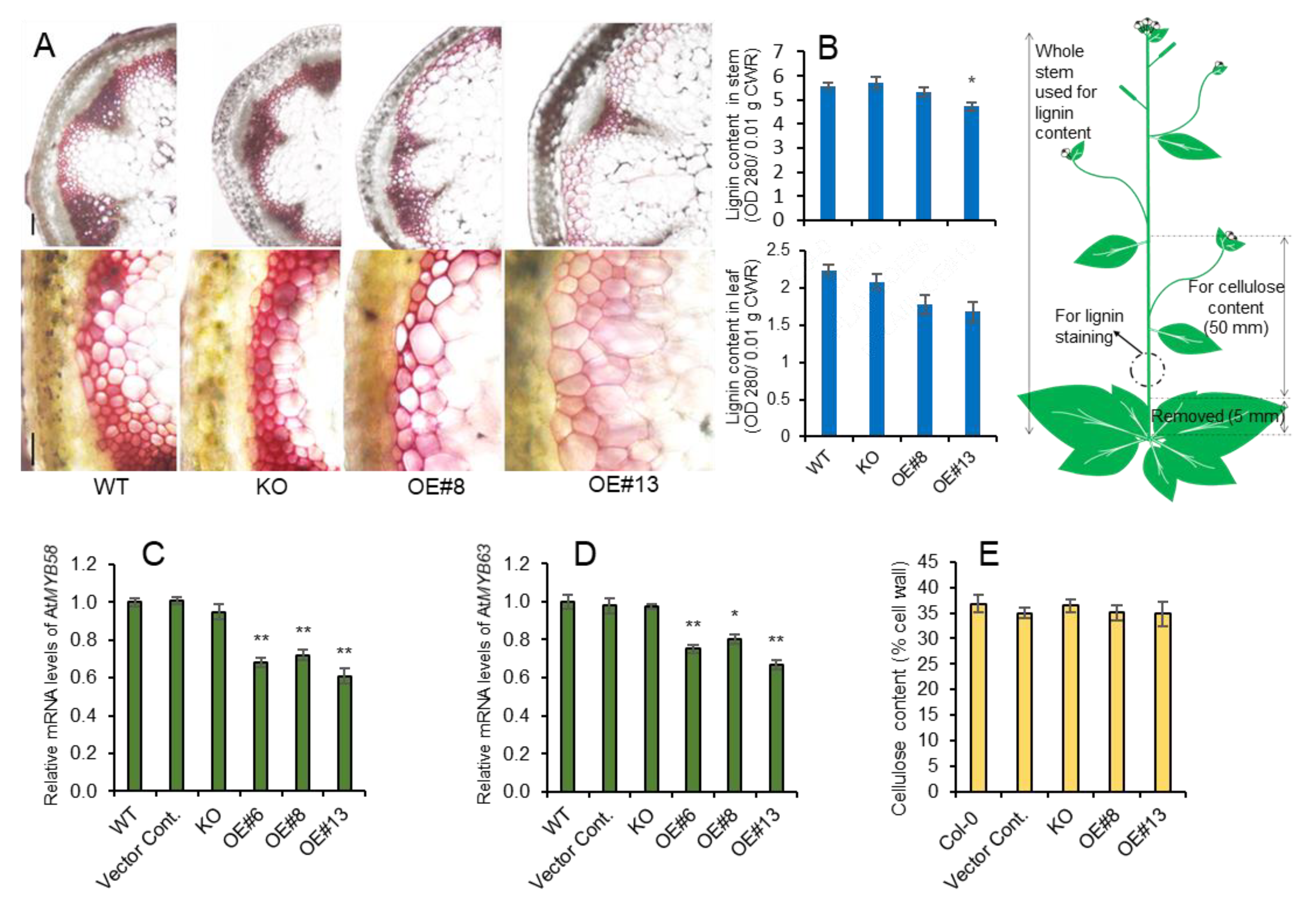 Plants 09 00451 g002