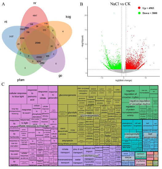 Plants | Free Full-Text | Comparative Transcriptome Analysis of 