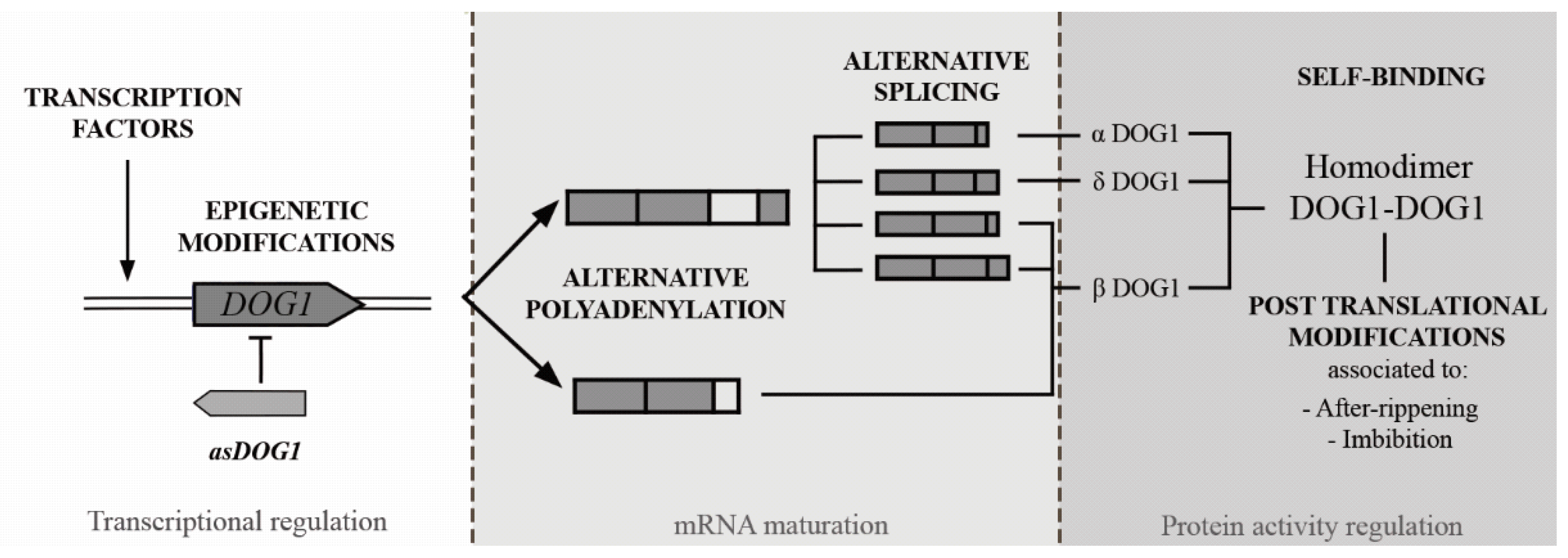 Plants Free Full Text Delay Of Germination 1 Dog1 A Key To Understanding Seed Dormancy Html