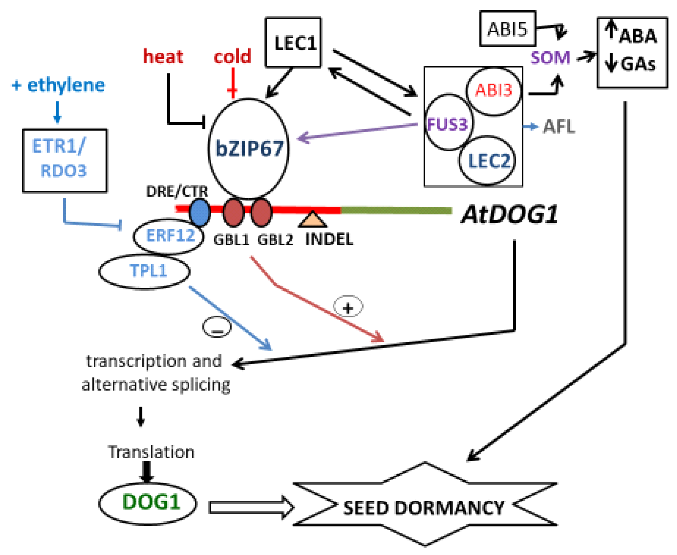 Plants Free Full Text Delay Of Germination 1 Dog1 A Key To Understanding Seed Dormancy Html