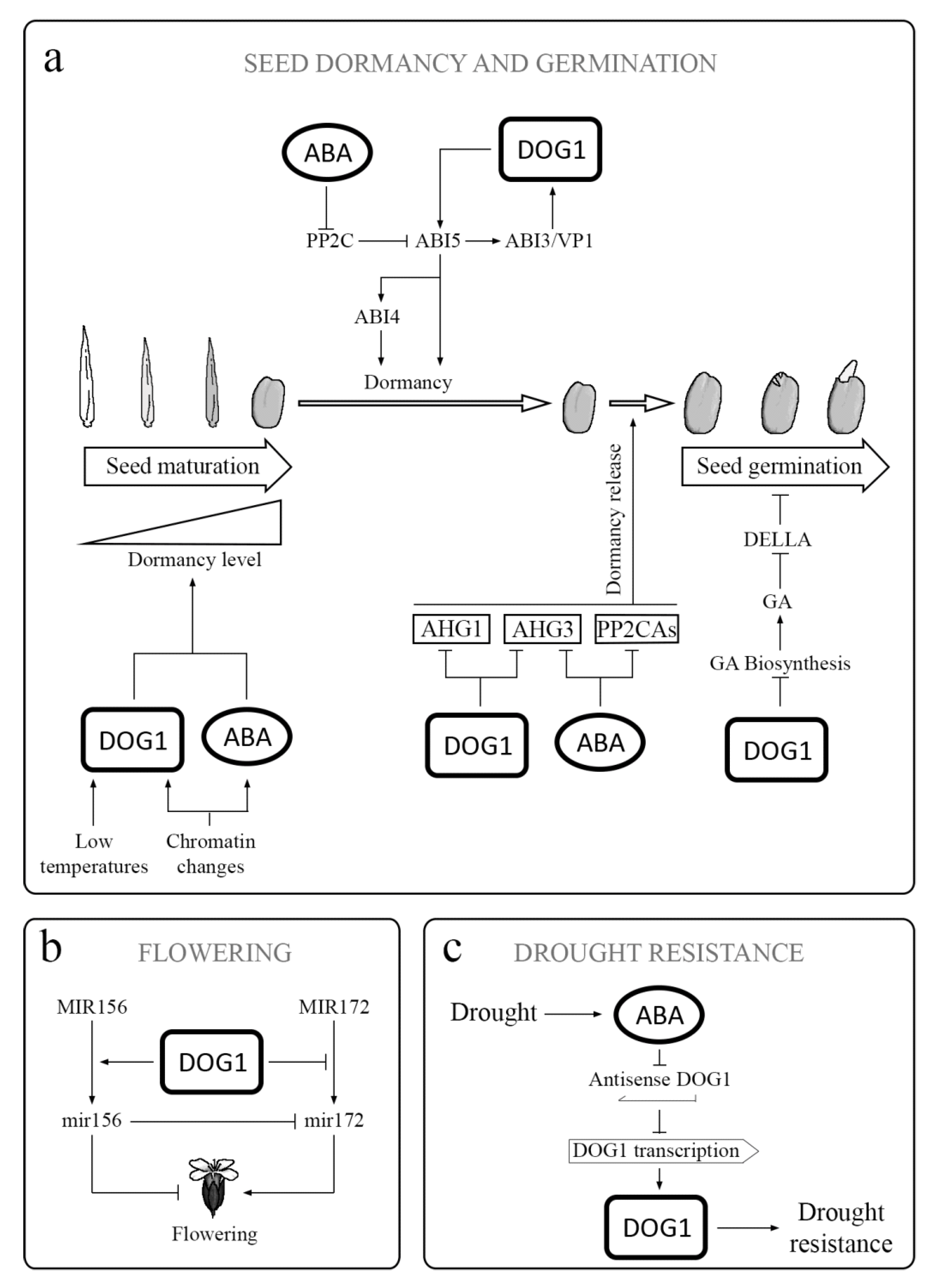 Plants Free Full Text Delay Of Germination 1 Dog1 A Key To Understanding Seed Dormancy Html