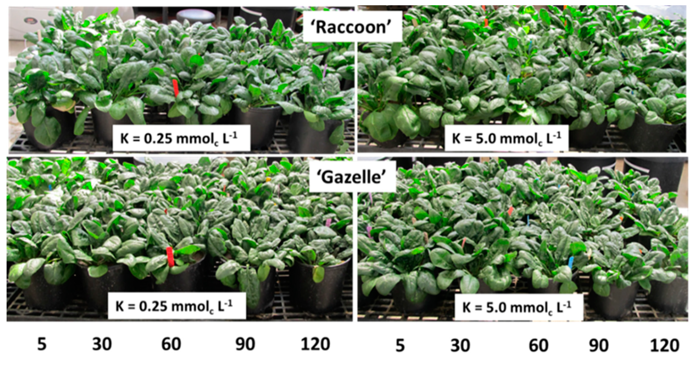 Plants 09 00507 g005