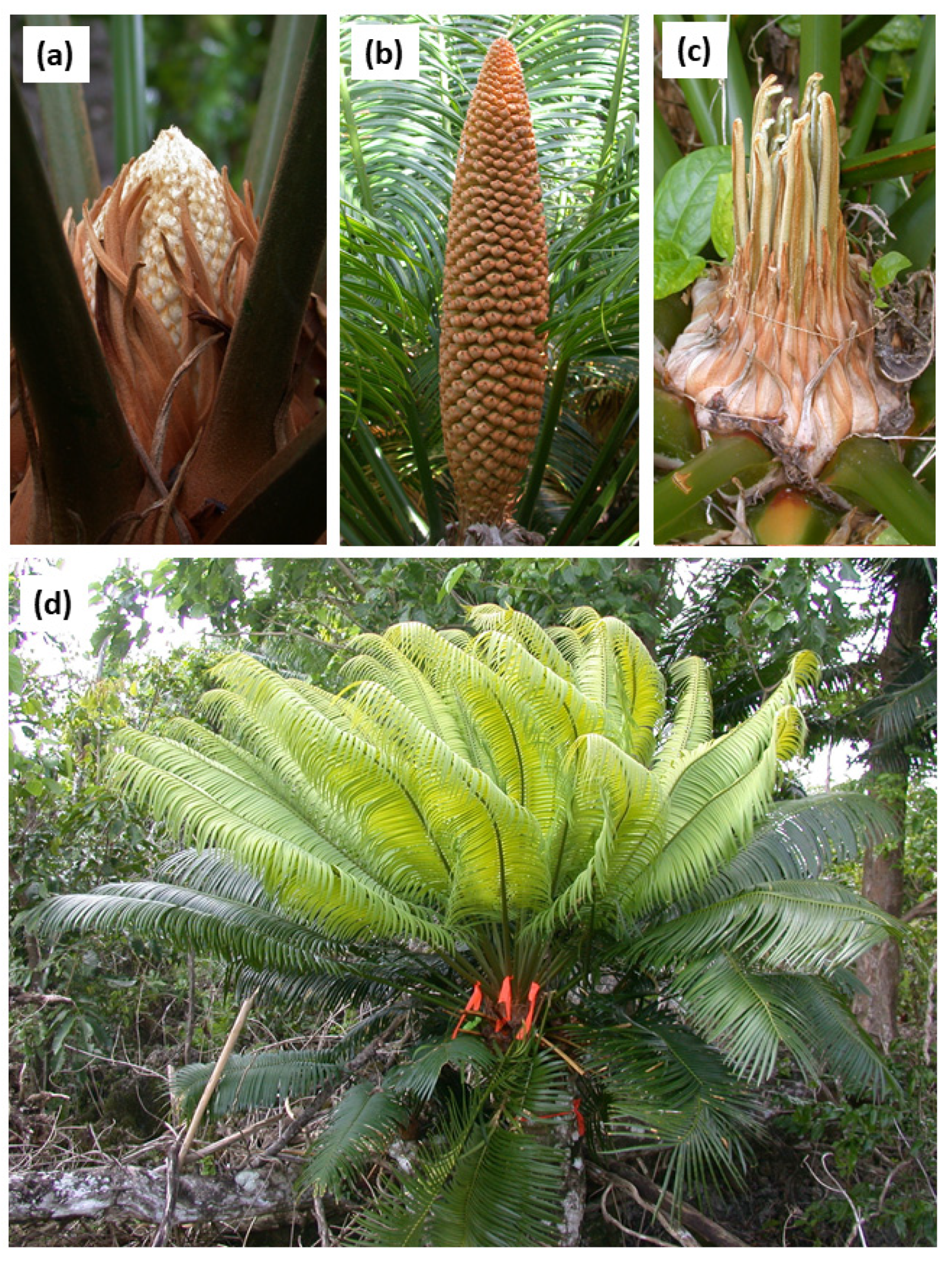 Plants | Free Full-Text | Cycas micronesica Stem Carbohydrates Decline  Following Leaf and Male Cone Growth Events