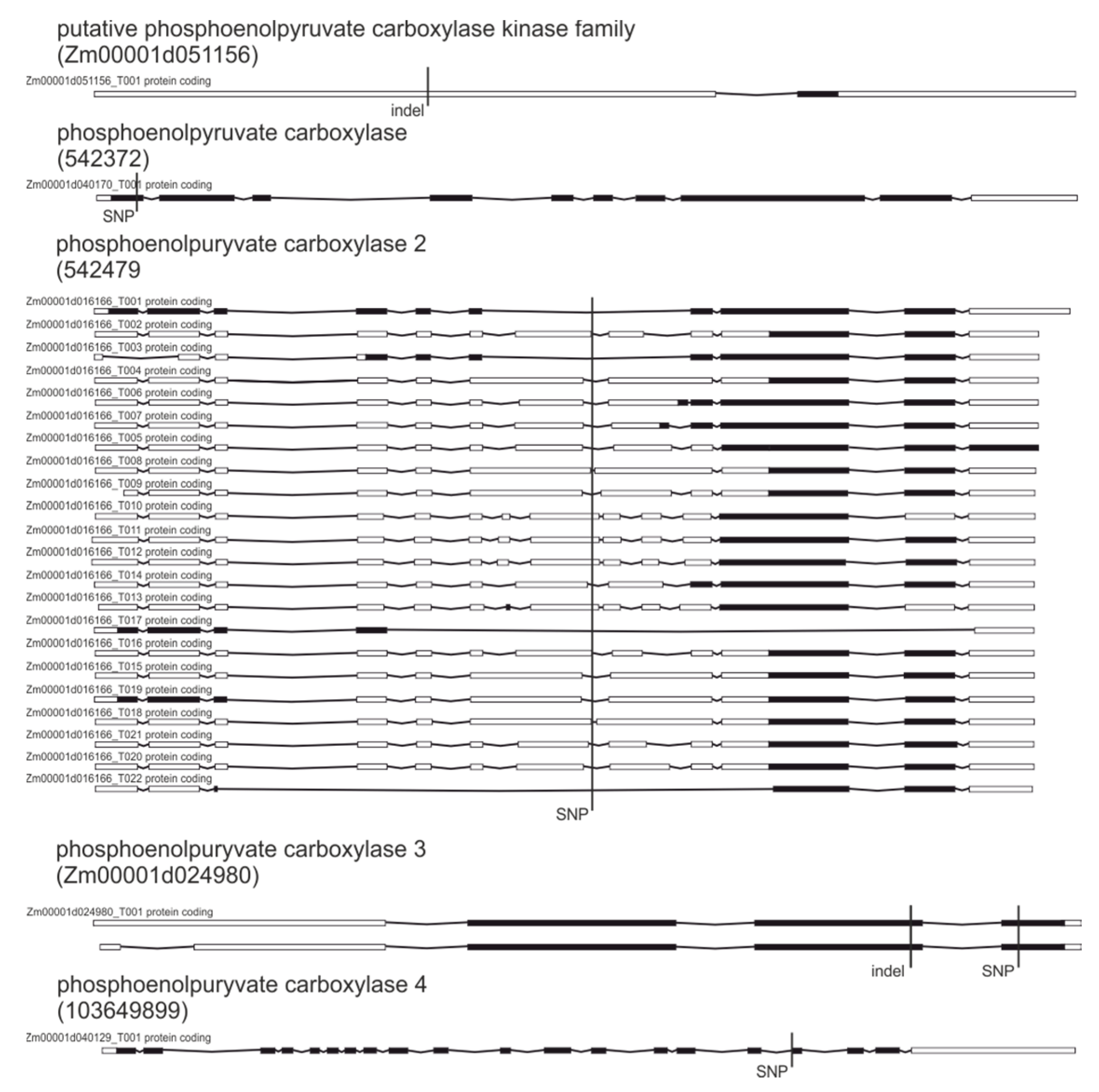 Plants 09 00523 g005 Plants 09 00523 g005