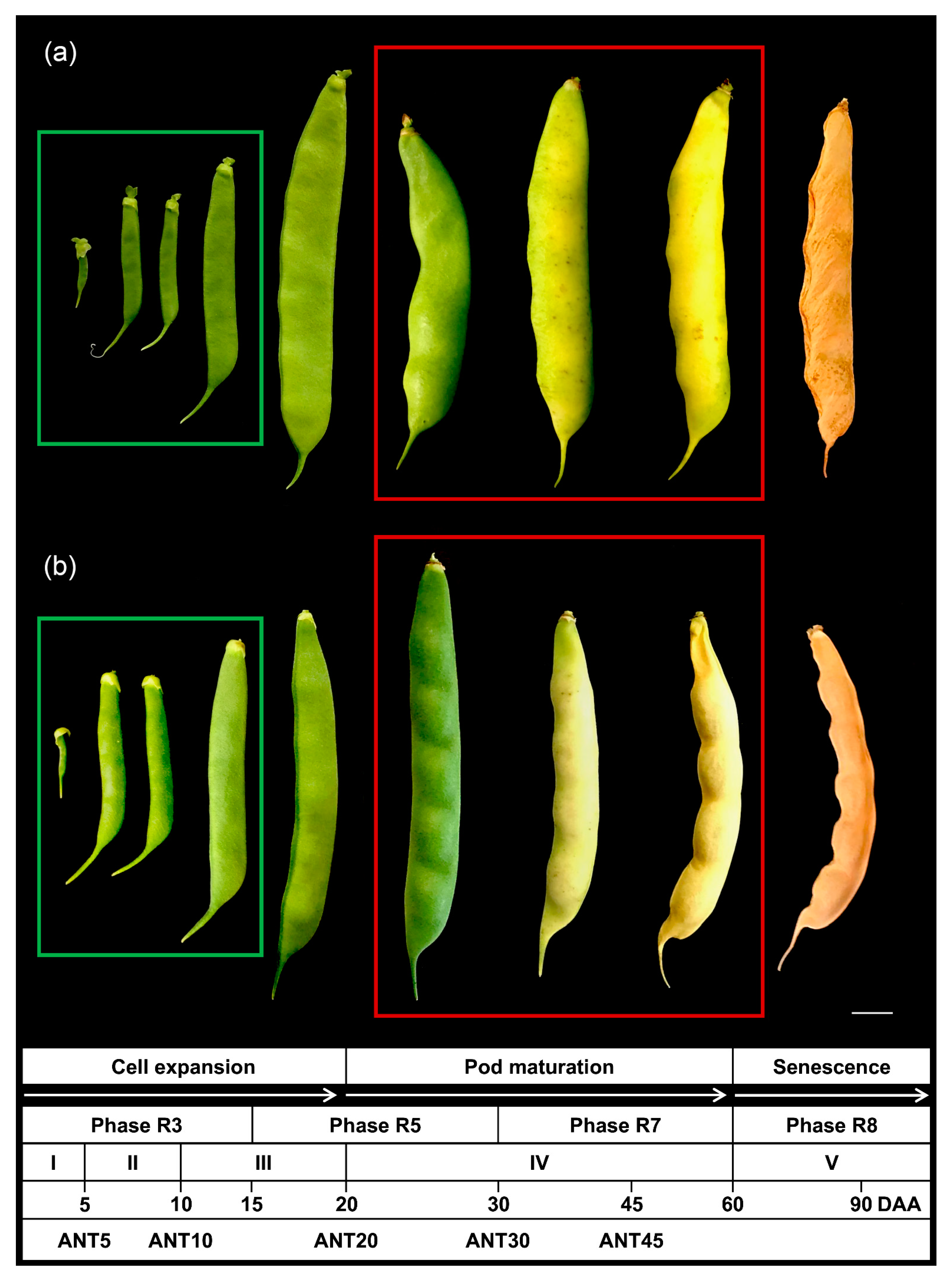 Plants Free Full Text Transcriptional Dynamics And Candidate Genes Involved In Pod 2692