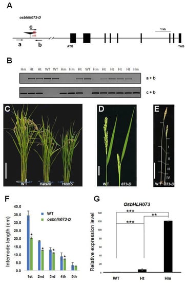 Plants Free Full Text Osbhlh073 Negatively Regulates Internode Elongation And Plant Height By Modulating Ga Homeostasis In Rice Html