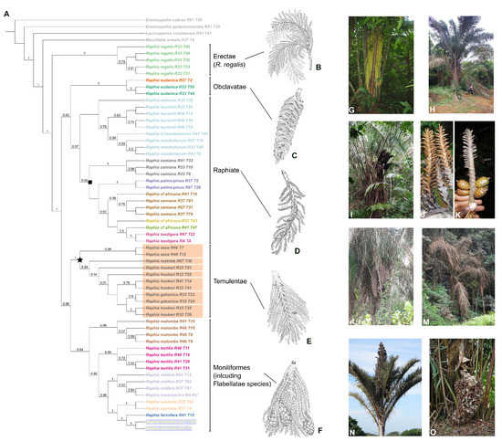 Plants | Free Full-Text | Unraveling the Phylogenomic Relationships of the  Most Diverse African Palm Genus Raphia (Calamoideae, Arecaceae) | HTML