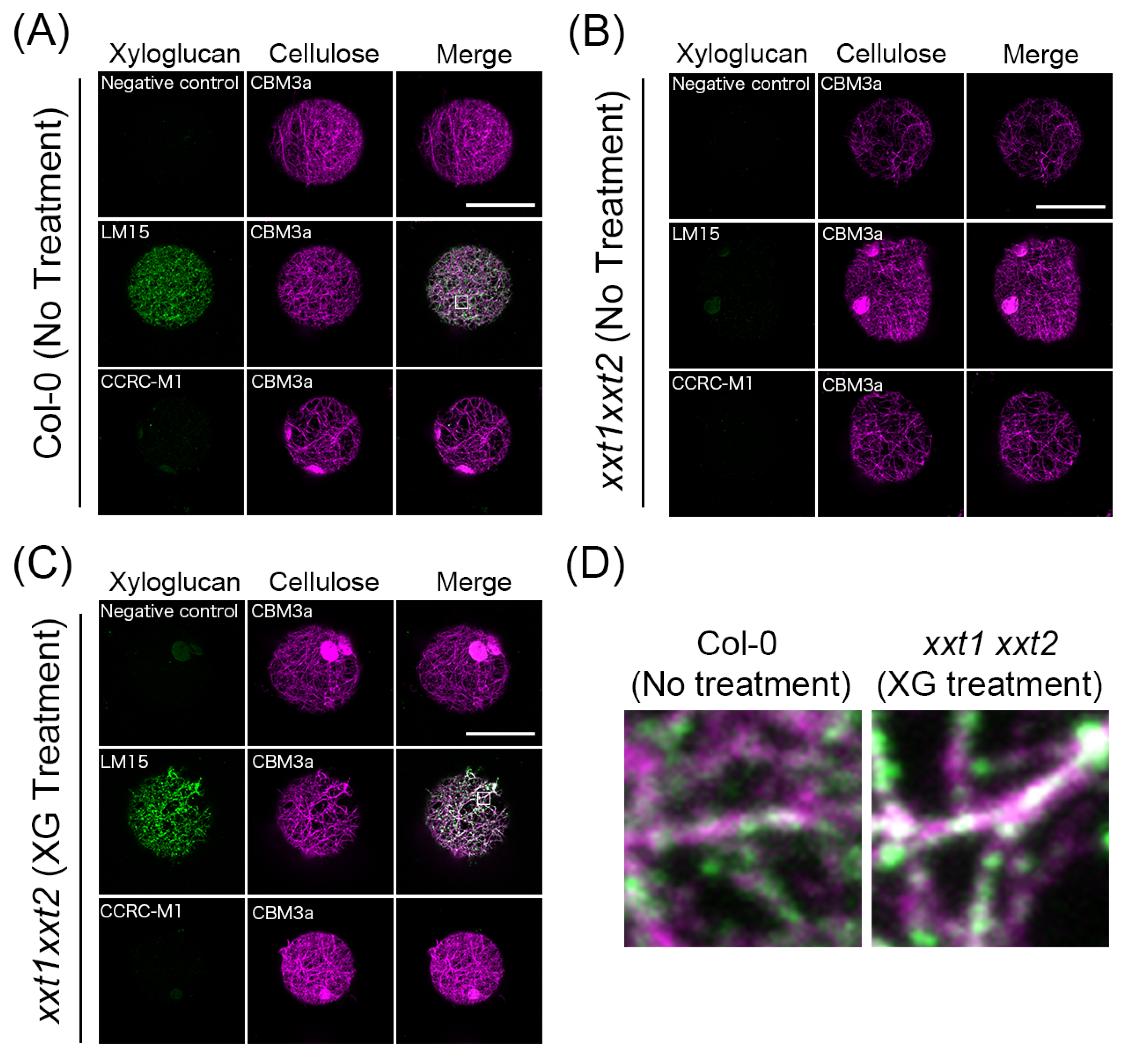 Plants Free Full Text Xyloglucan Is Not Essential For The Formation And Integrity Of The Cellulose Network In The Primary Cell Wall Regenerated From Arabidopsis Protoplasts Html