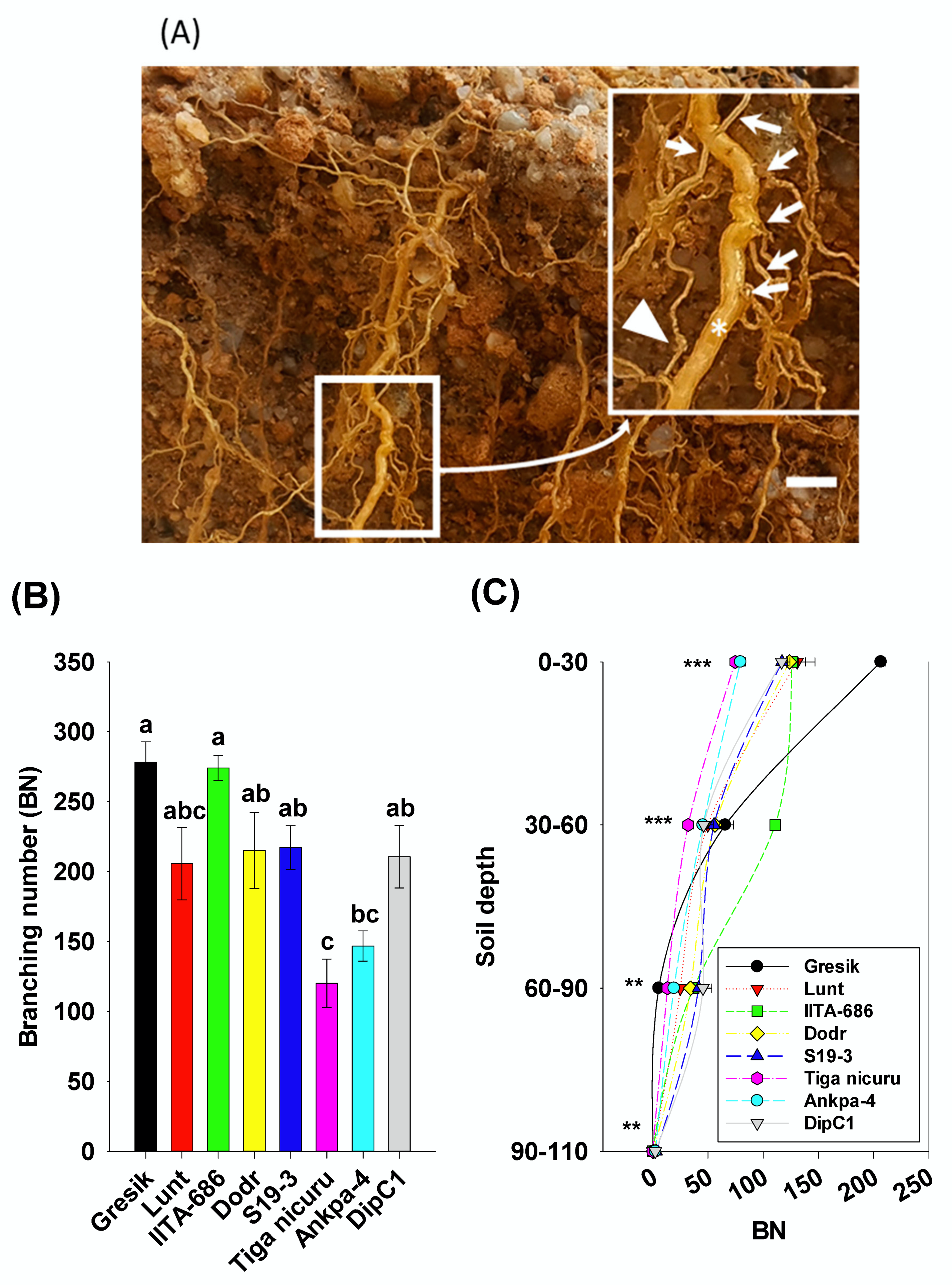 Plants 09 00645 g003