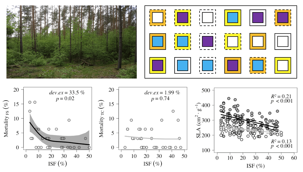 Plants Free Full Text Initial Survival And Development Of Planted European Beech Fagus Sylvatica L And Small Leaved Lime Tilia Cordata Mill Seedlings Competing With Black Cherry Prunus Serotina Ehrh Html