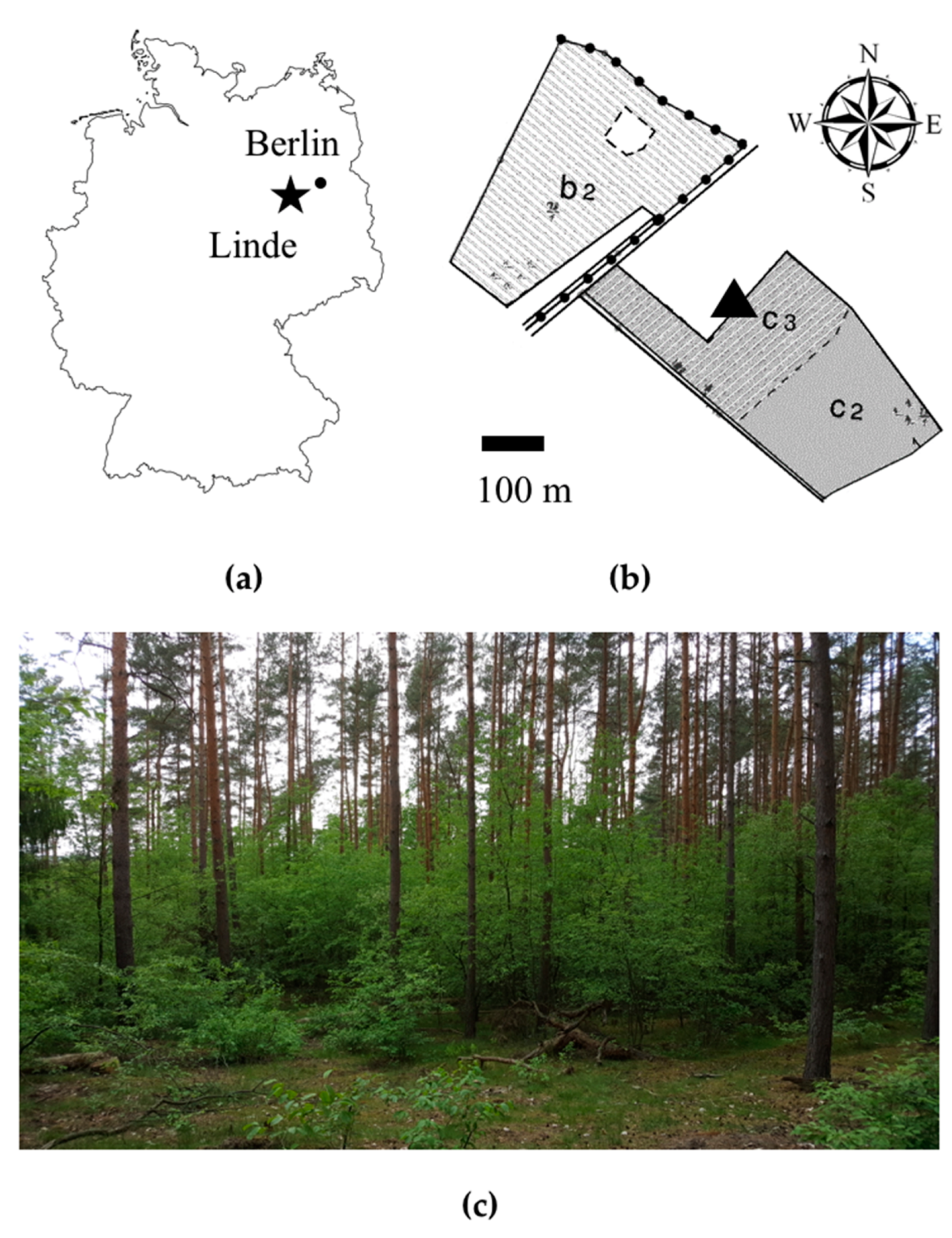 Plants Free Full Text Initial Survival And Development Of Planted European Beech Fagus Sylvatica L And Small Leaved Lime Tilia Cordata Mill Seedlings Competing With Black Cherry Prunus Serotina Ehrh Html