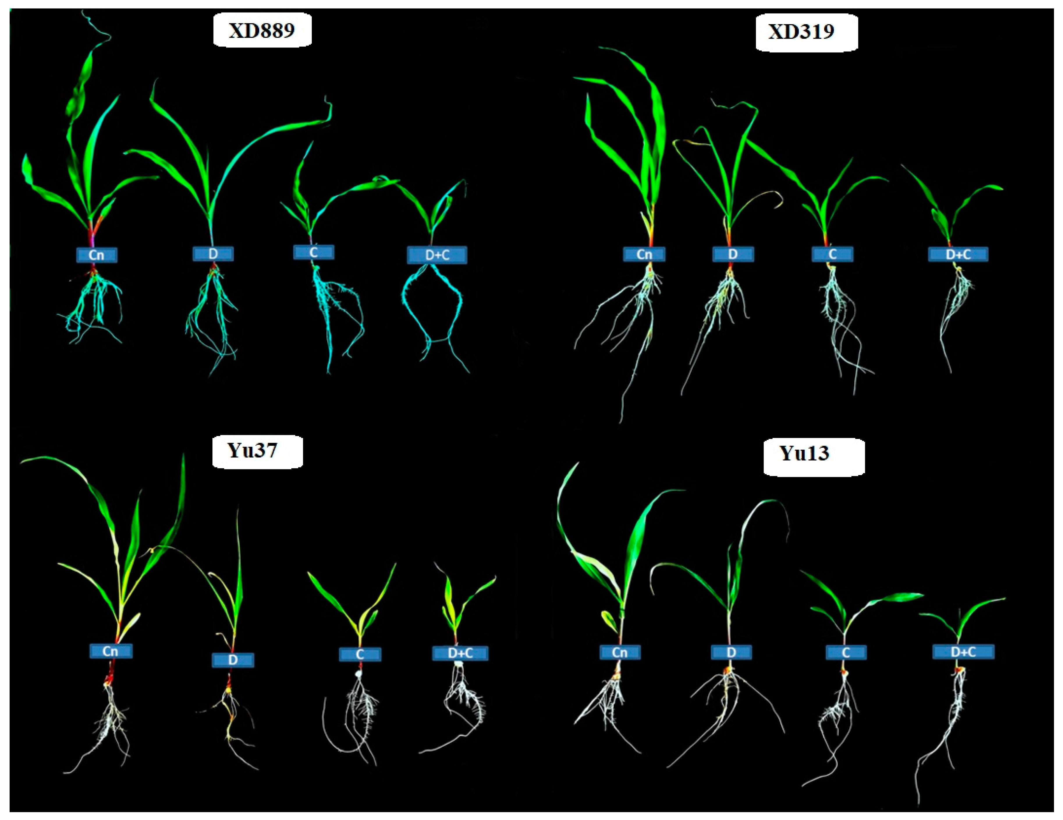 Plants 09 00720 g002 Plants 09 00720 g002