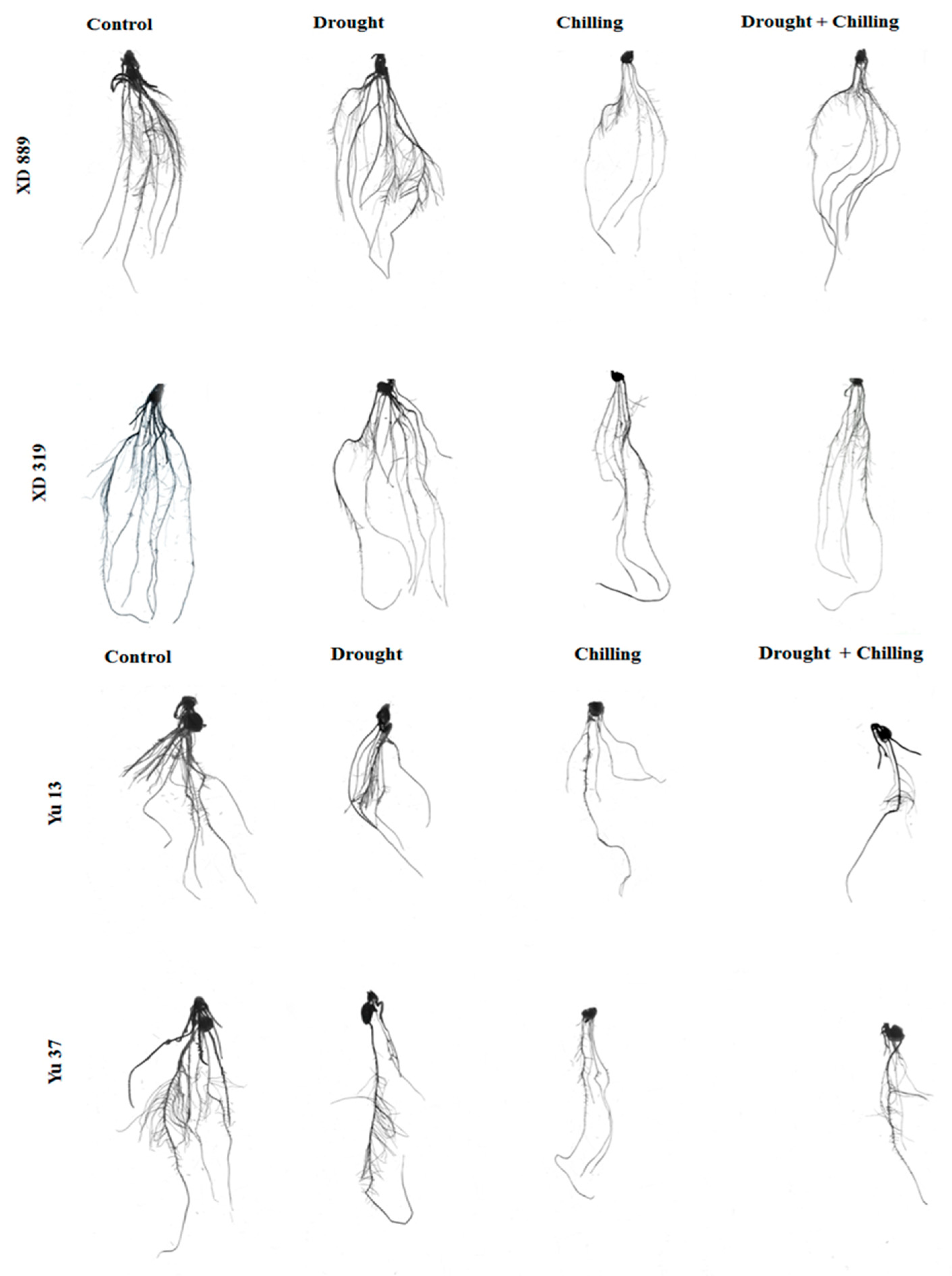 Plants 09 00720 g005 Plants 09 00720 g005
