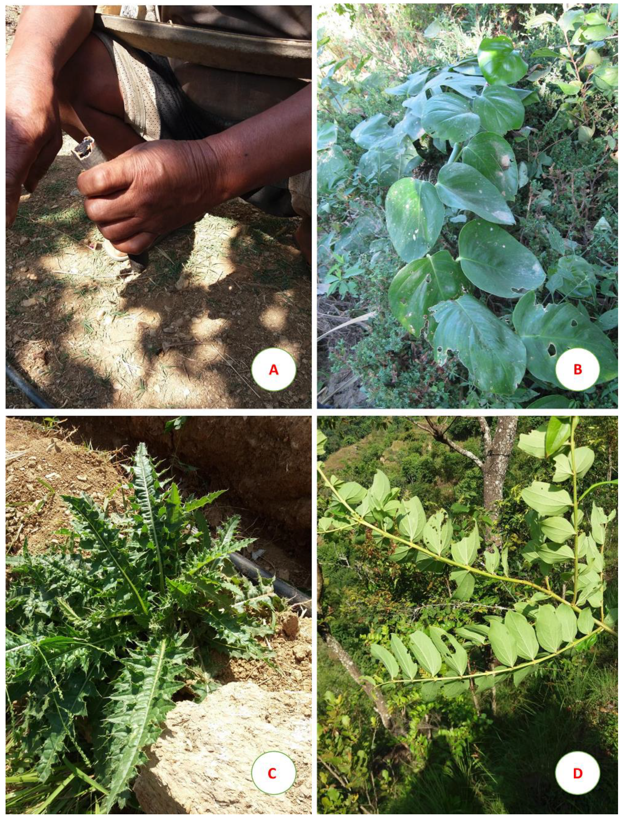 Plants | Free Full-Text | Traditional Uses of Medicinal Plants by Ethnic  People in the Kavrepalanchok District, Central Nepal | HTML