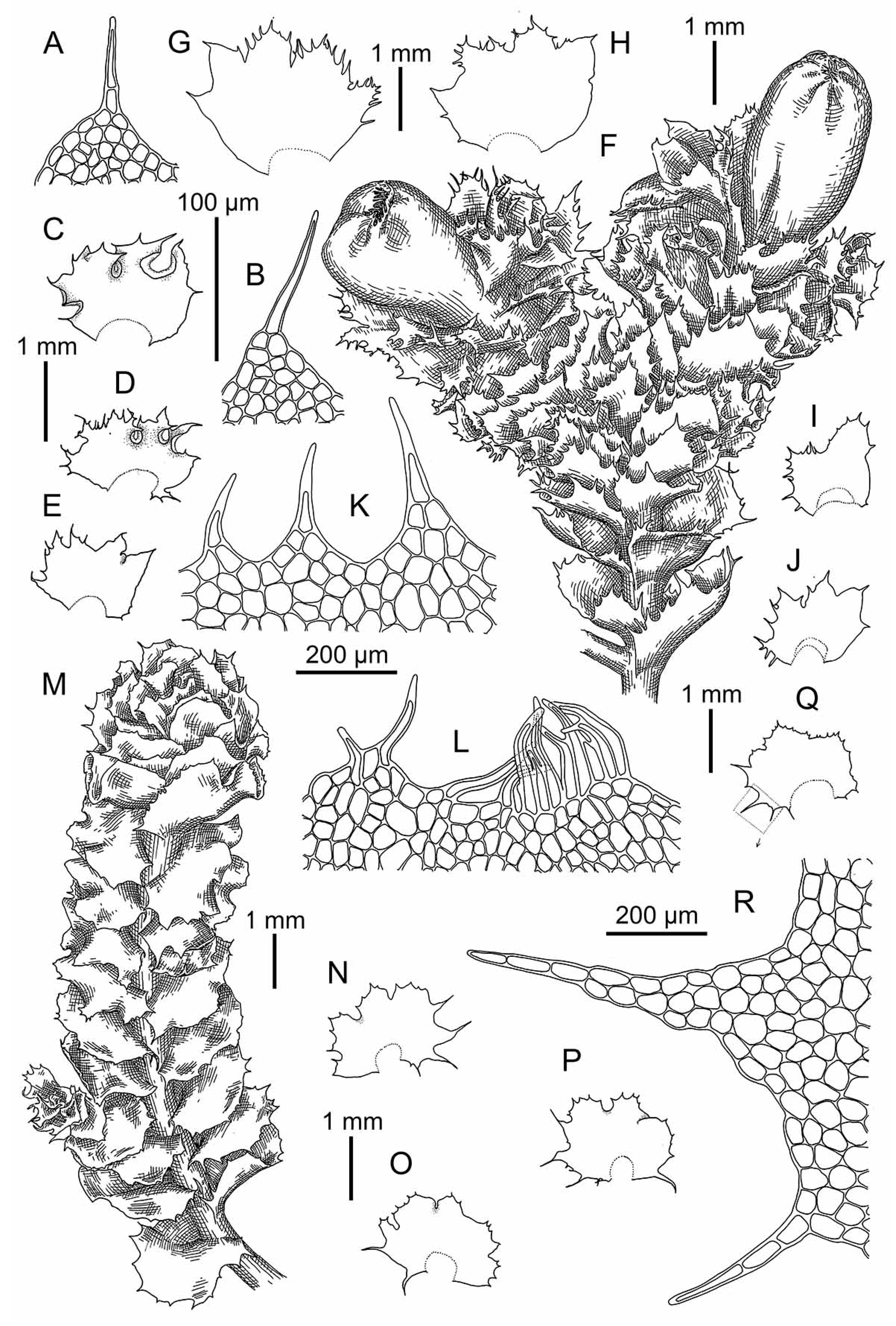 Plants Free Full Text Overview Of Schistochilopsis Hepaticae In Pacific Asia With The Description Protochilopsis Gen Nov Html