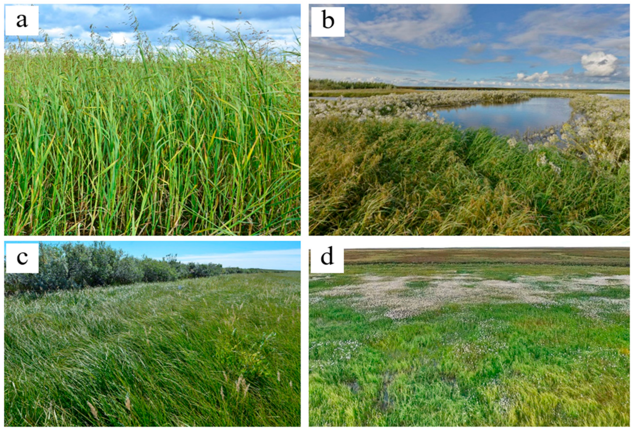 Plants 09 00867 g004