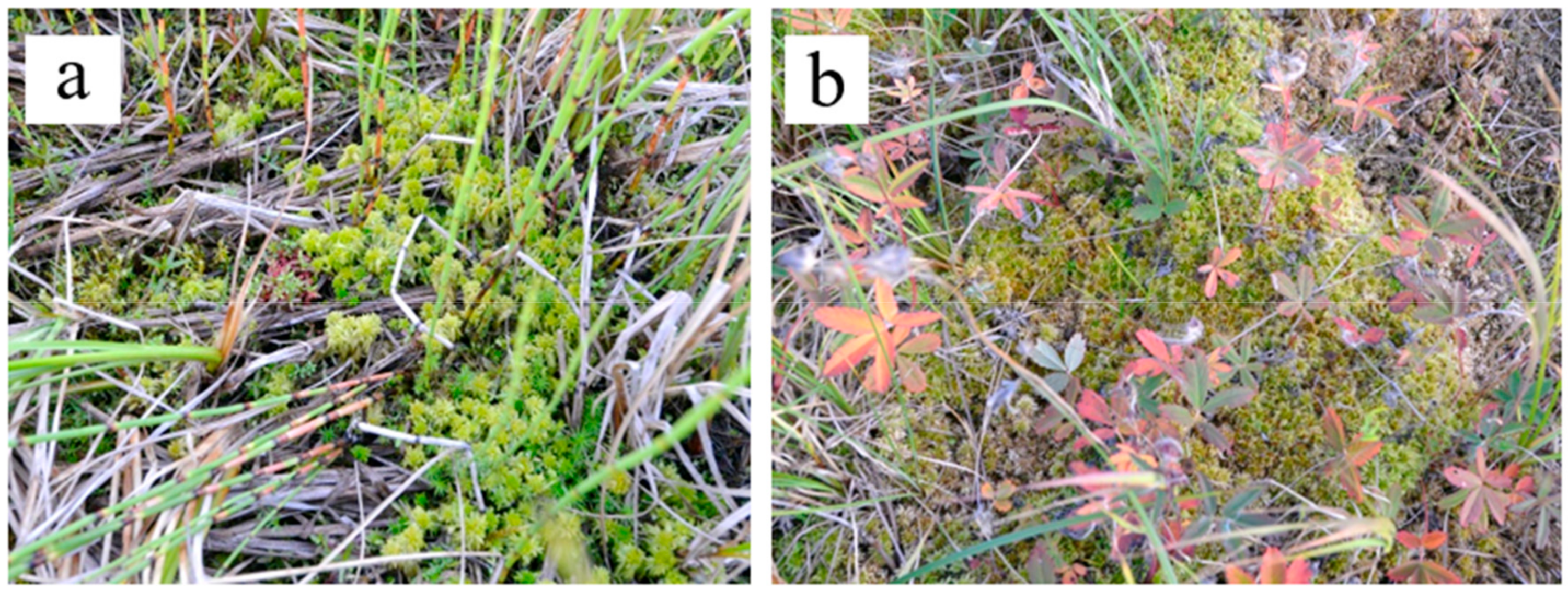 Plants 09 00867 g006