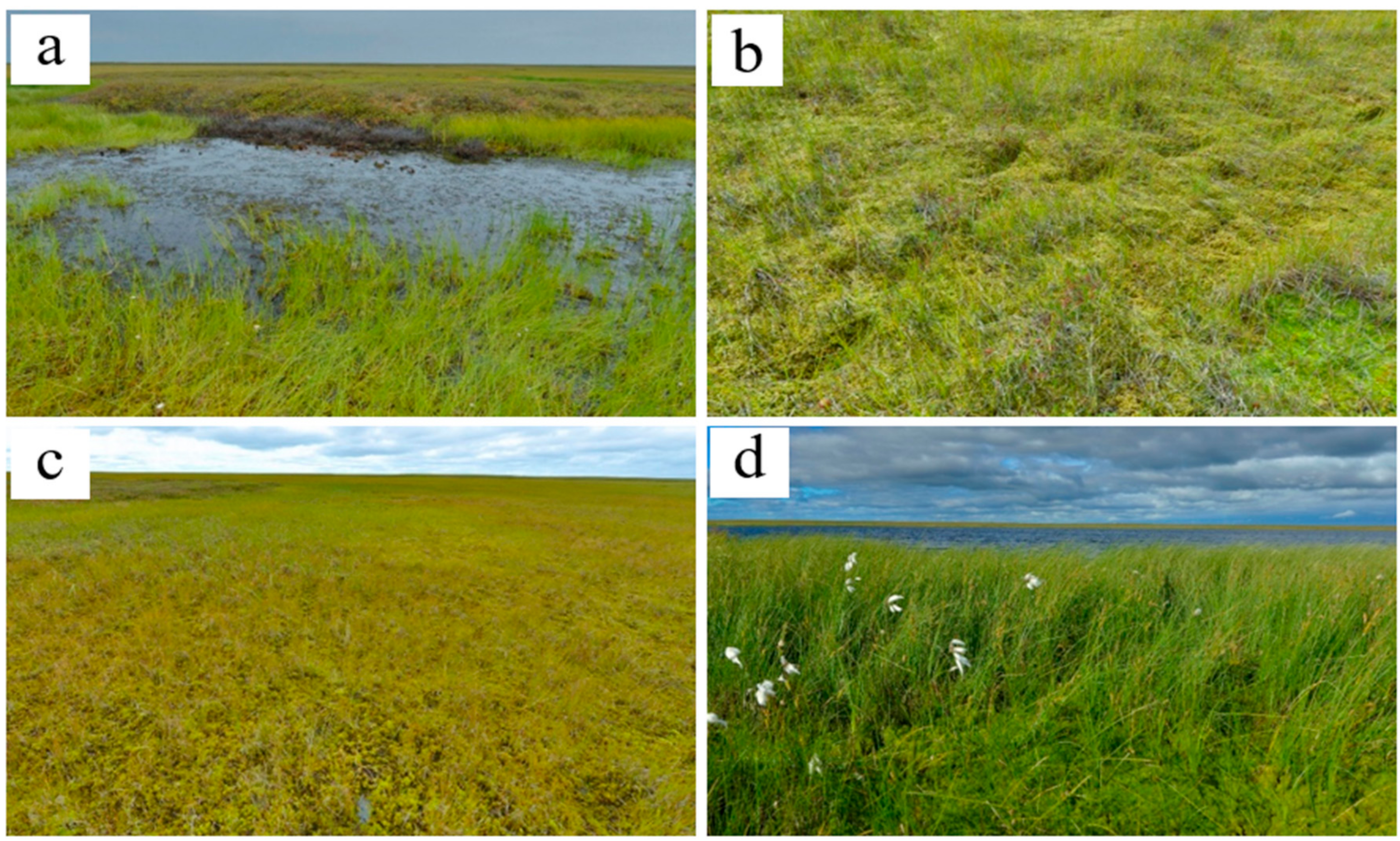 Plants 09 00867 g007