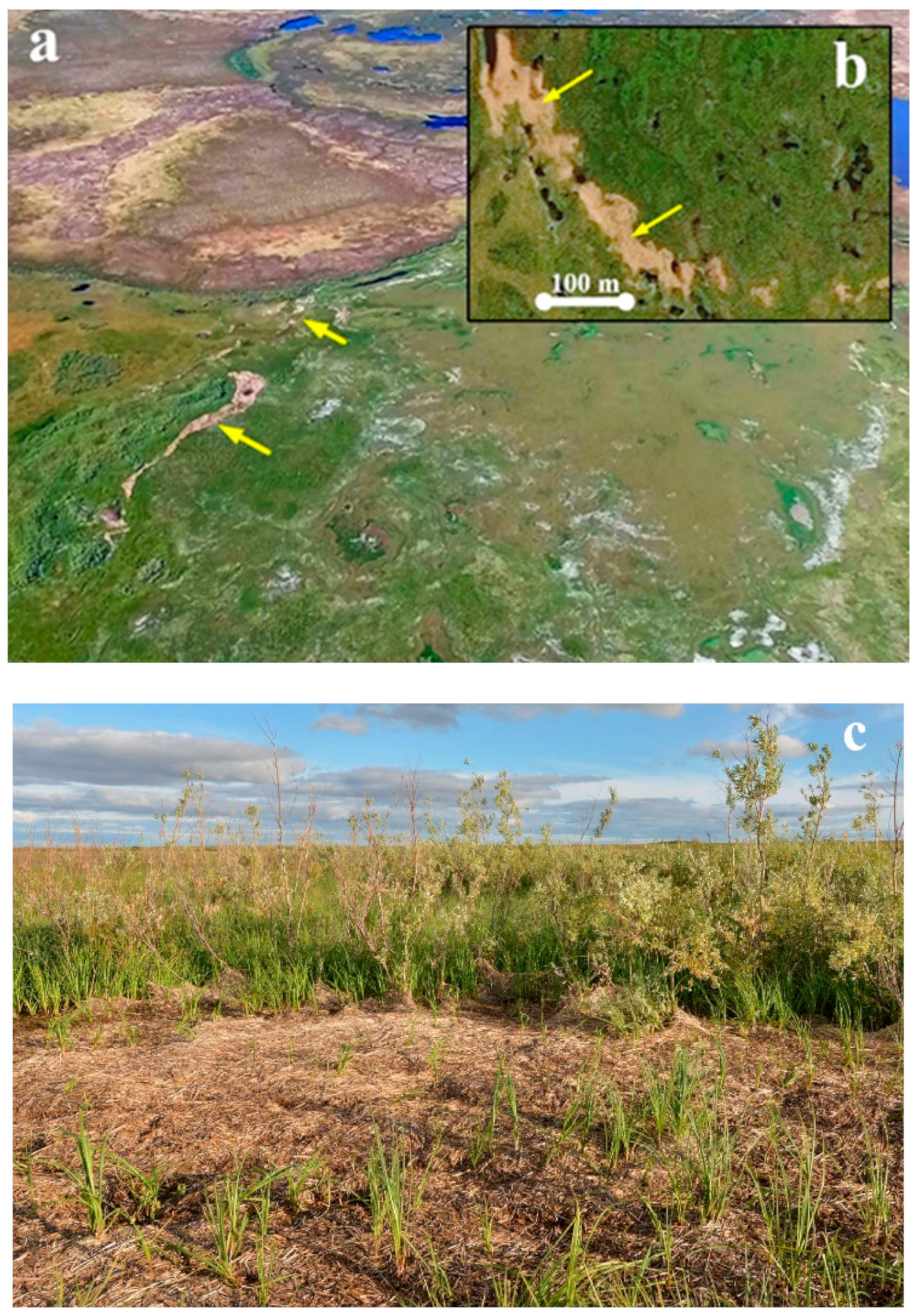 Plants 09 00867 g0a5