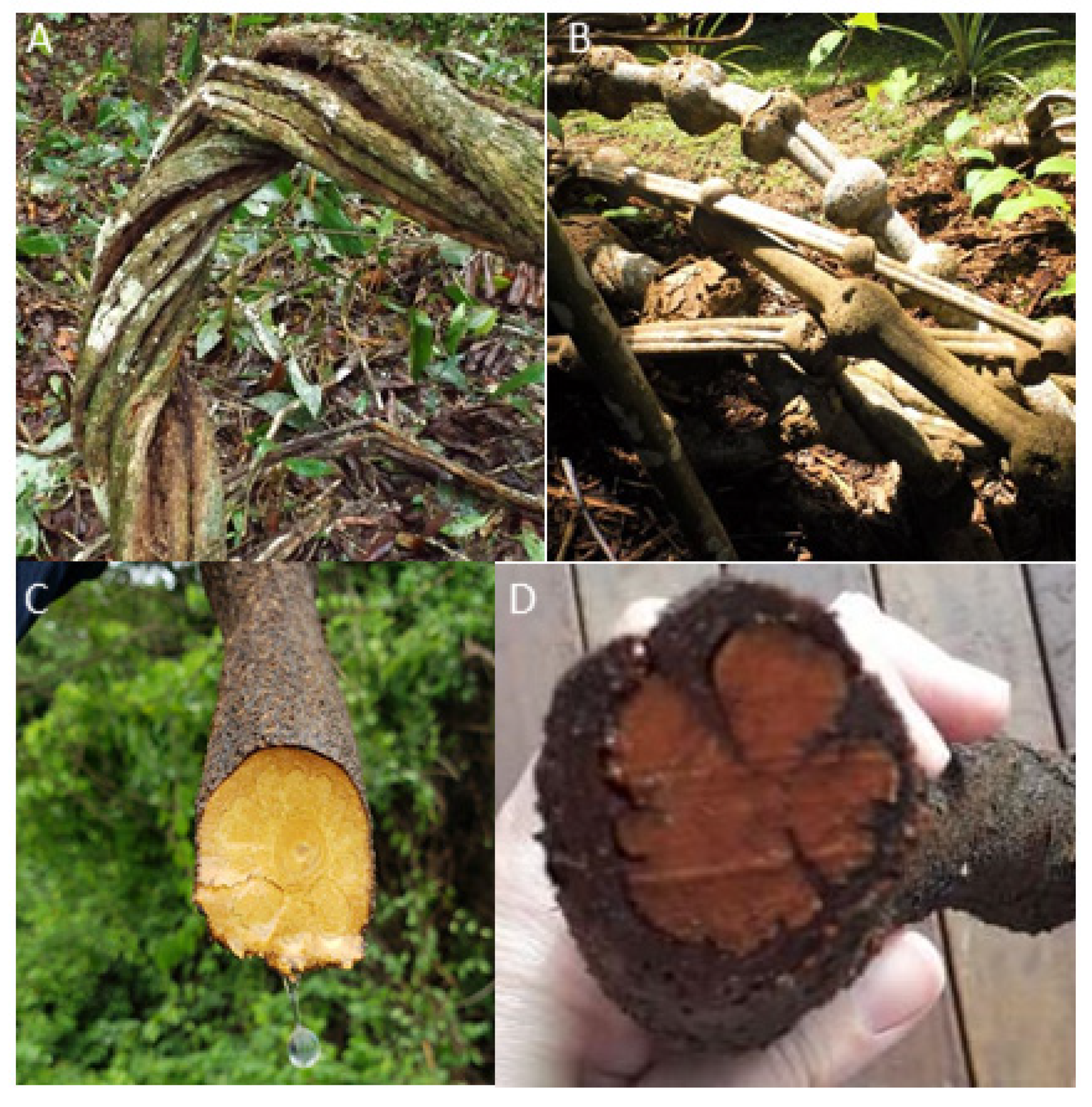 Plants | Free Full-Text | Biodiversity of β-Carboline Profile of Banisteriopsis  caapi and Ayahuasca, a Plant and a Brew with Neuropharmacological Potential