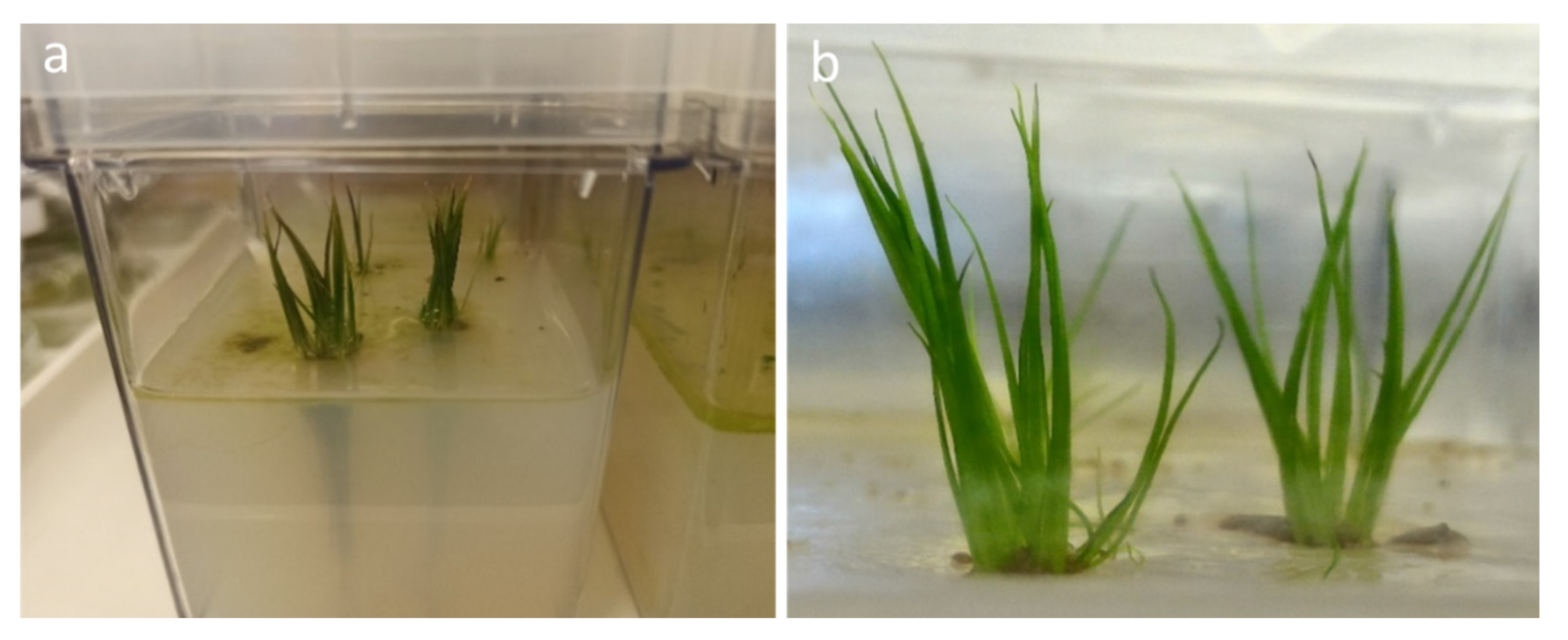 Plants 09 00887 g005 Plants 09 00887 g005