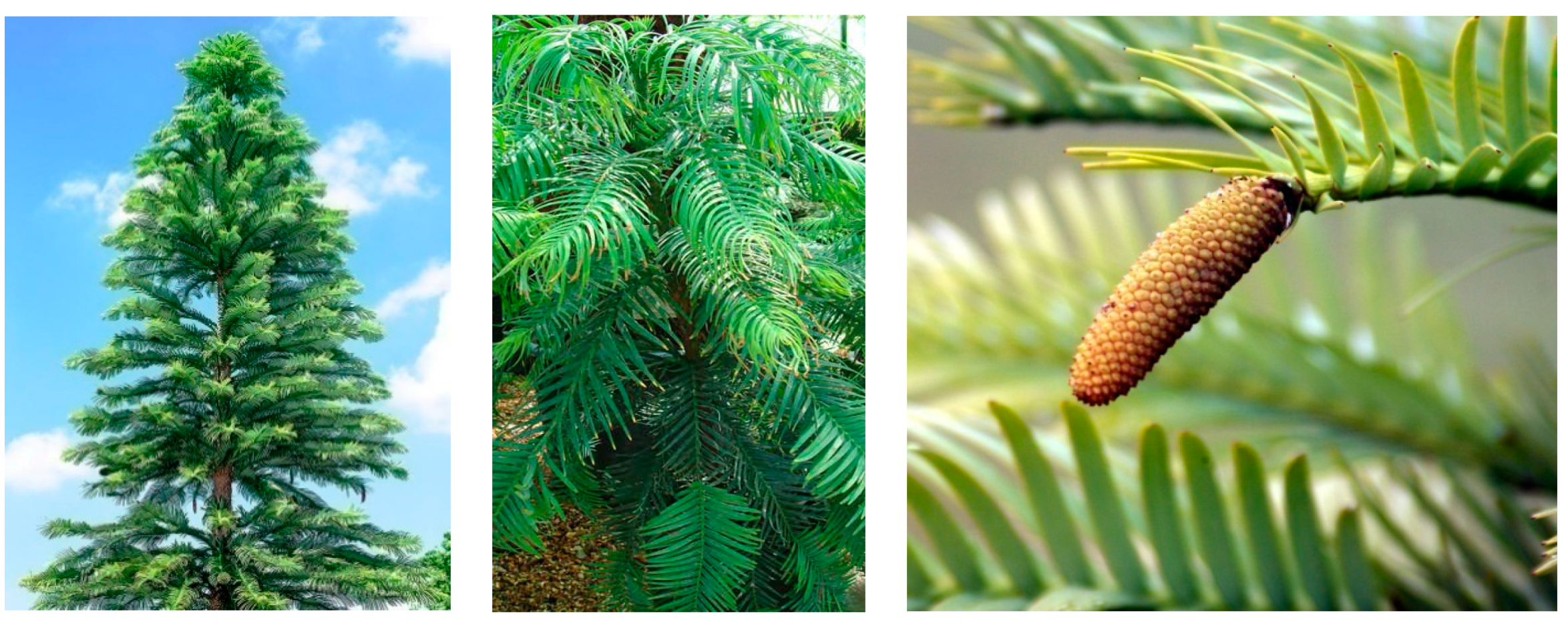 Plants 09 00888 g003 Plants 09 00888 g003