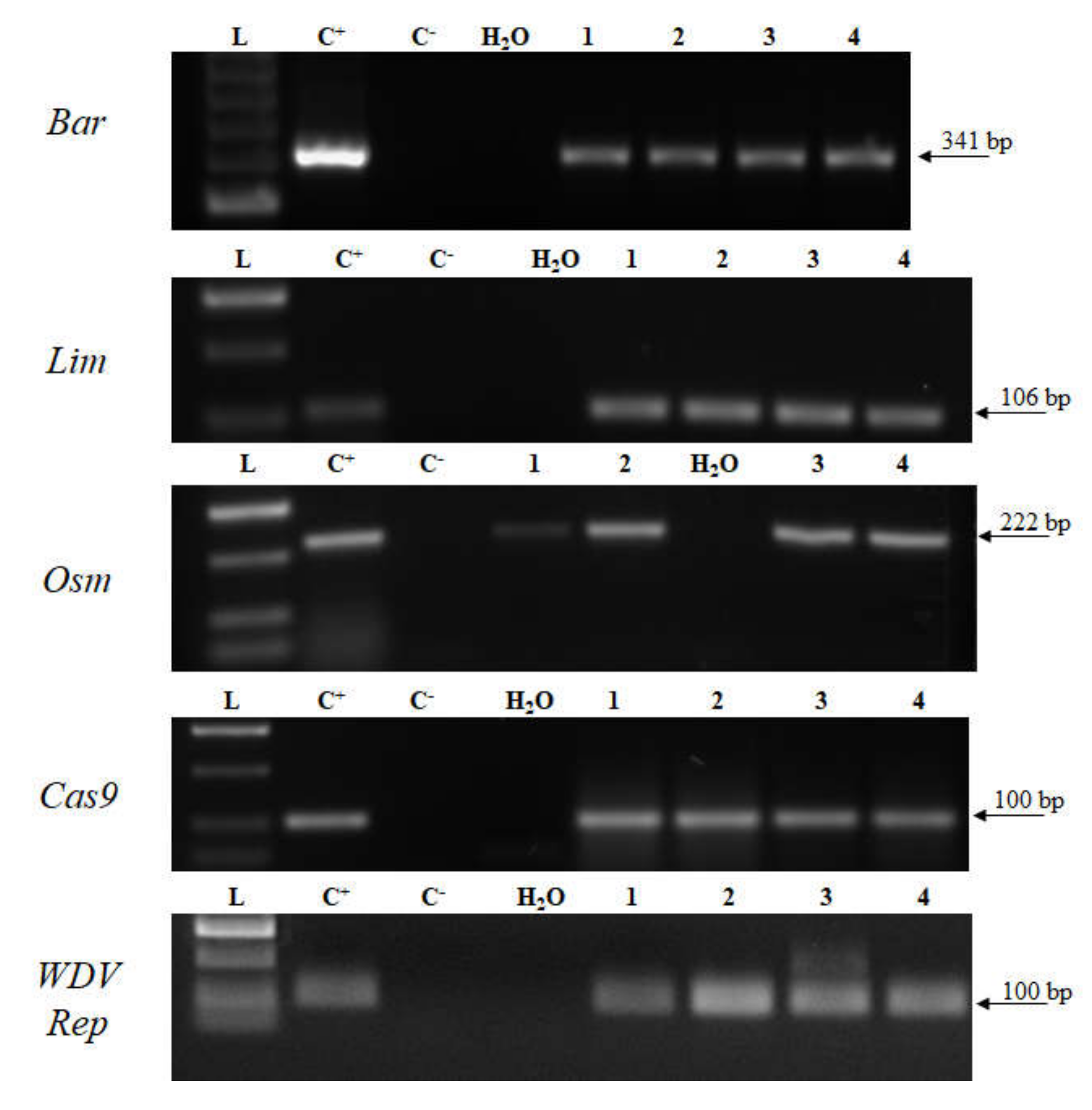 Plants 09 00918 g004 Plants 09 00918 g004