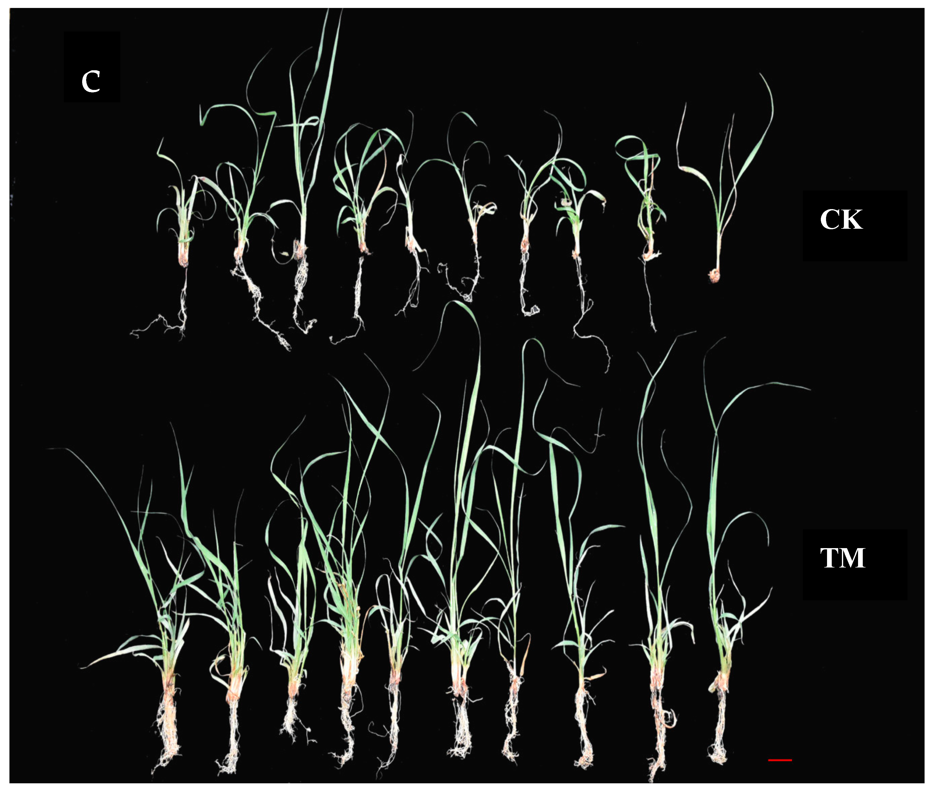 Plants 09 00931 g001b