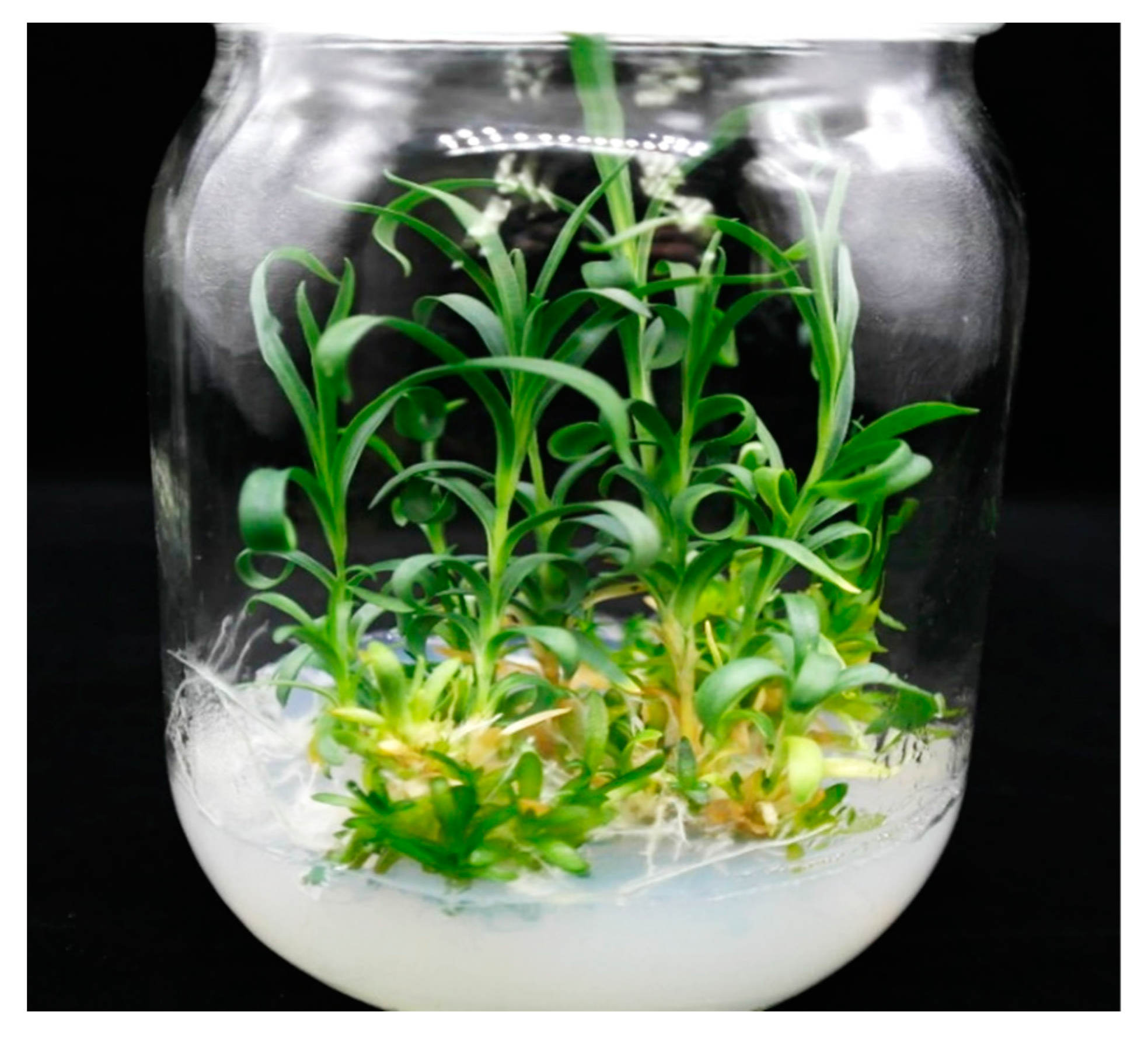 Plants 09 00950 g004 Plants 09 00950 g004