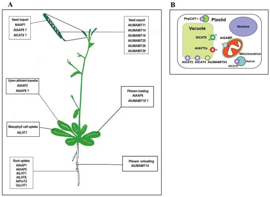 Plants | Free Full-Text | Amino Acid Transporters in Plant Cells: A ...