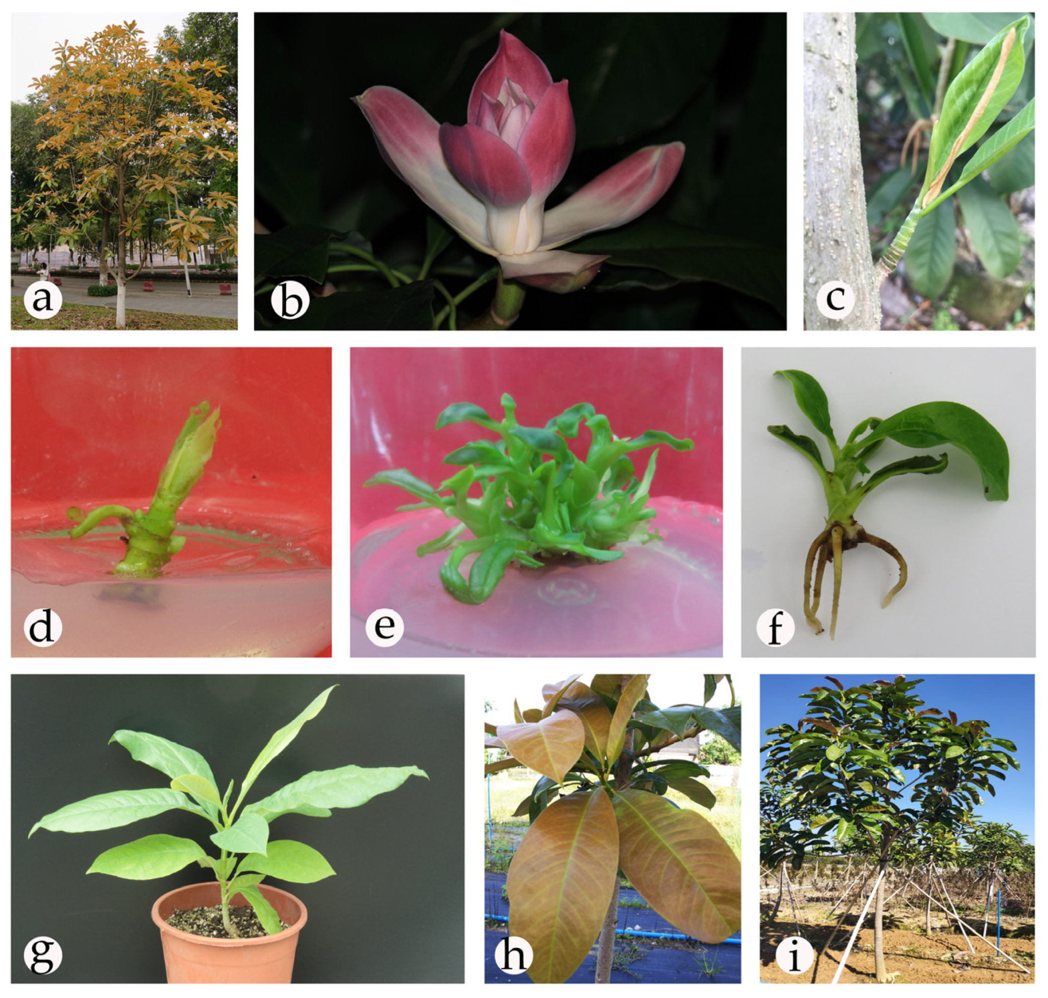 Plants 09 00997 g001