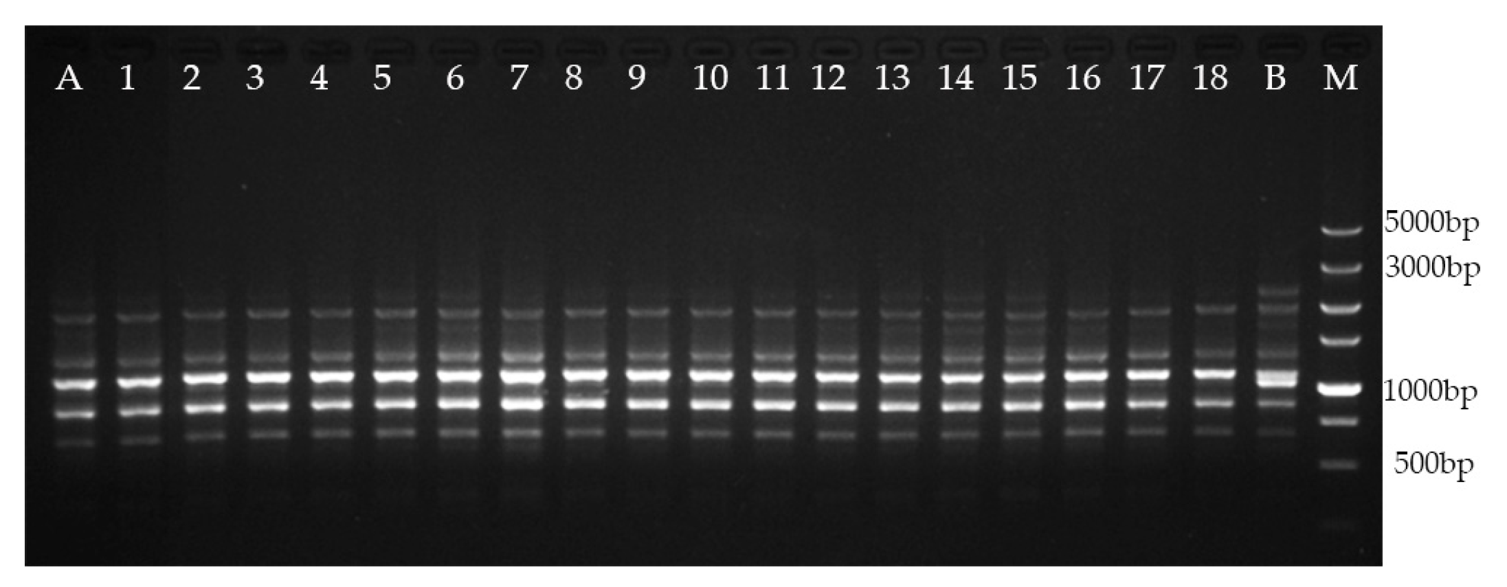 Plants 09 00997 g002