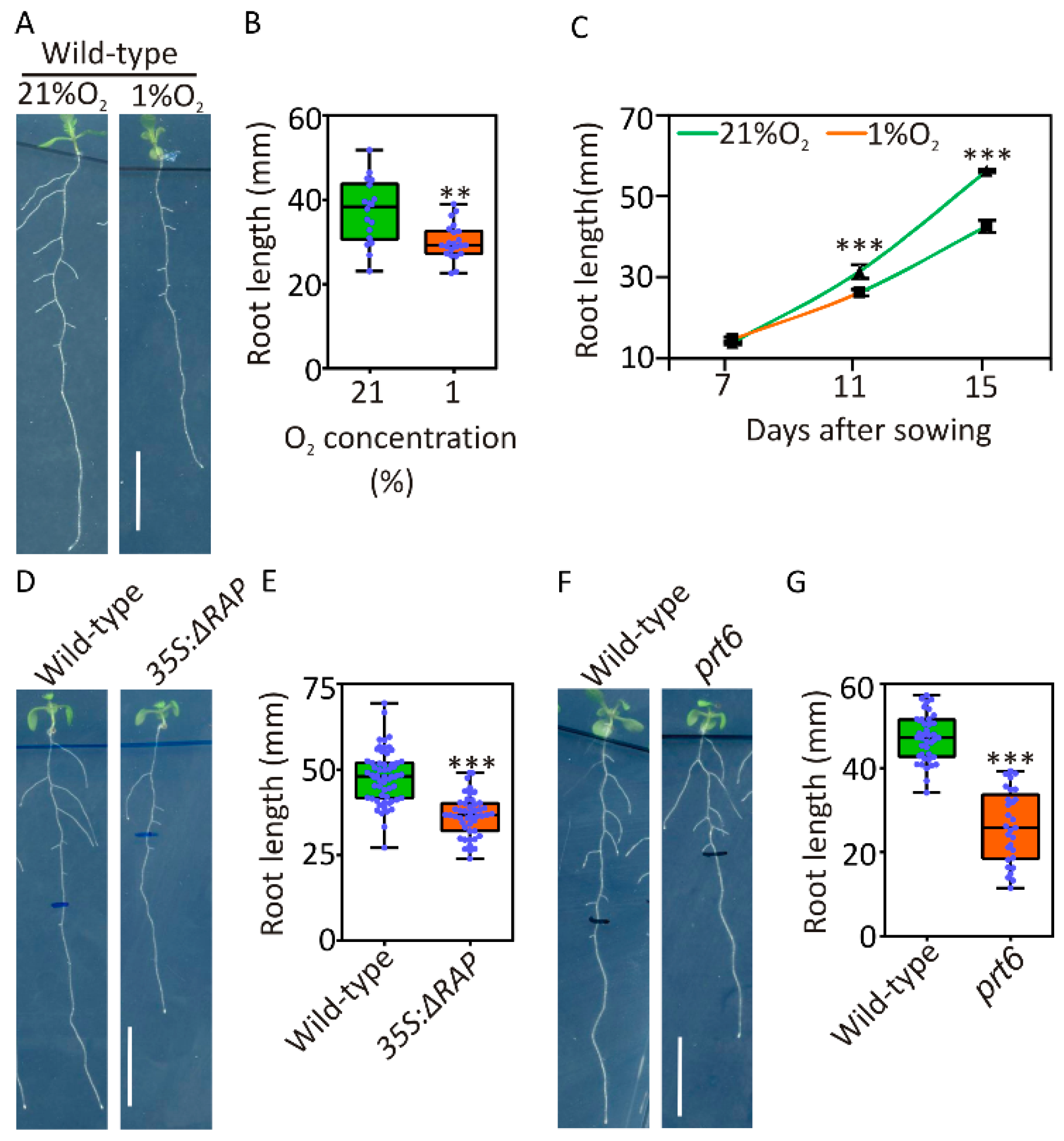Plants 09 01046 g001 Plants 09 01046 g001