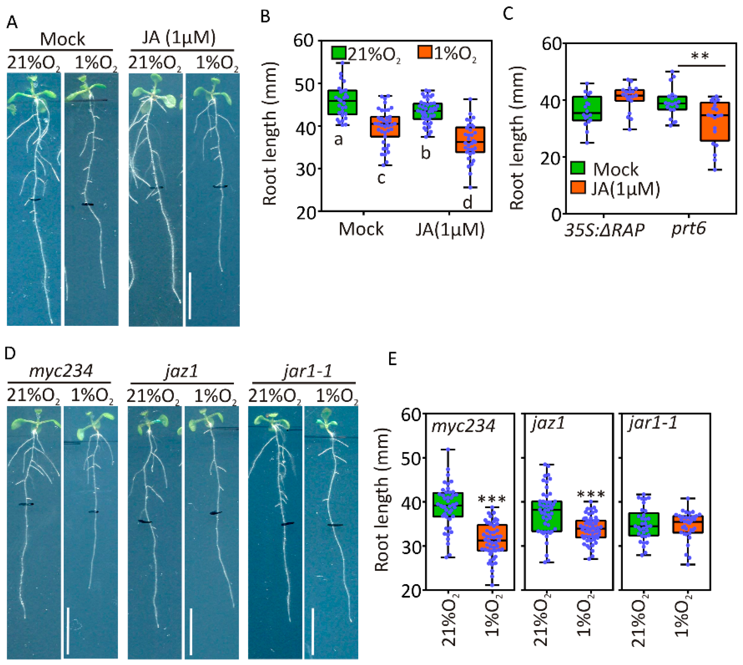 Plants 09 01046 g005 Plants 09 01046 g005