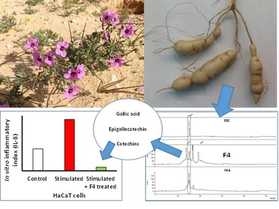 Plants | Free Full-Text | Assessment of the Nutritional and Medicinal  Potential of Tubers from Hairy Stork's-Bill (Erodium crassifolium L 'Hér),  a Wild Plant Species Inhabiting Arid Southeast Mediterranean Regions | HTML