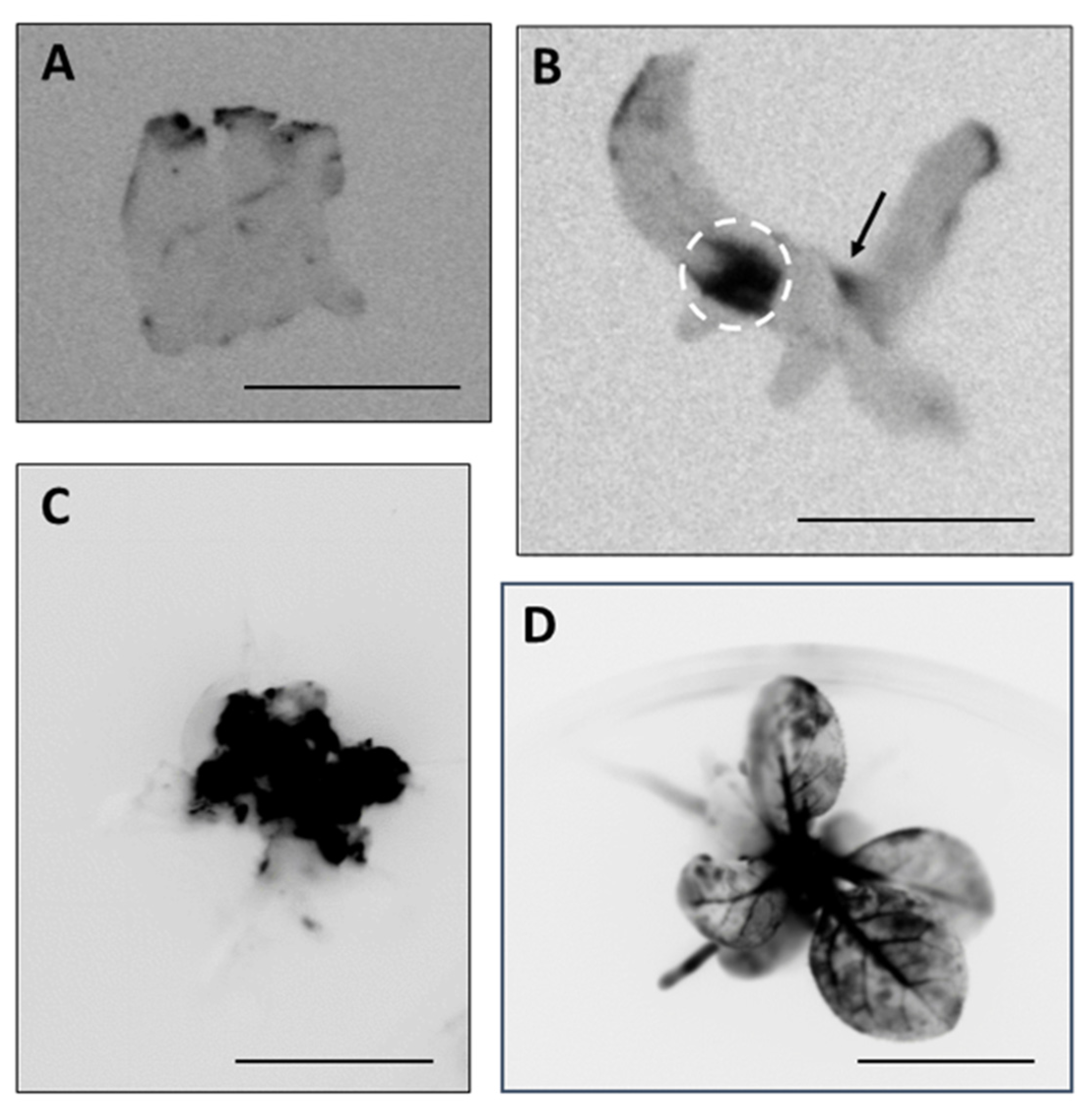 Plants 09 01070 g004 Plants 09 01070 g004