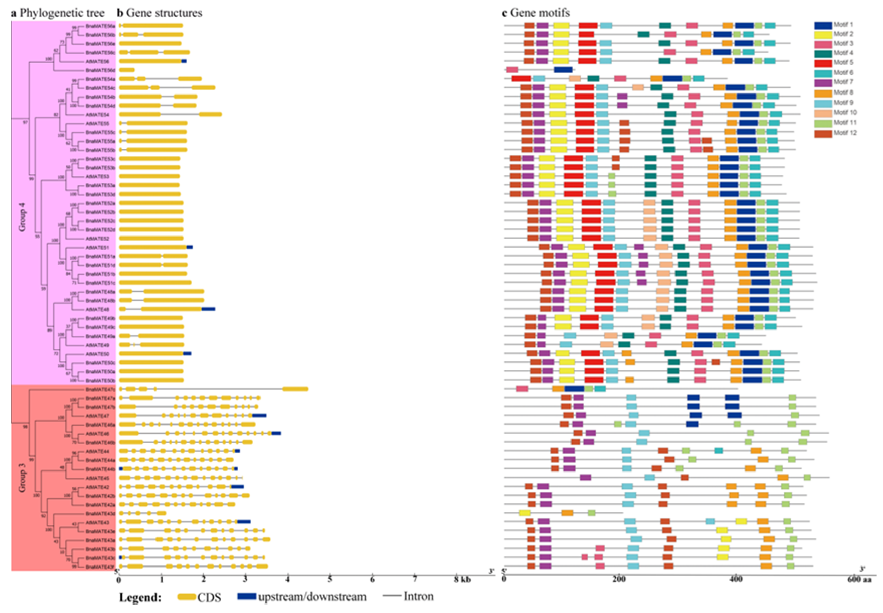 Plants 09 01072 g004b Plants 09 01072 g004b