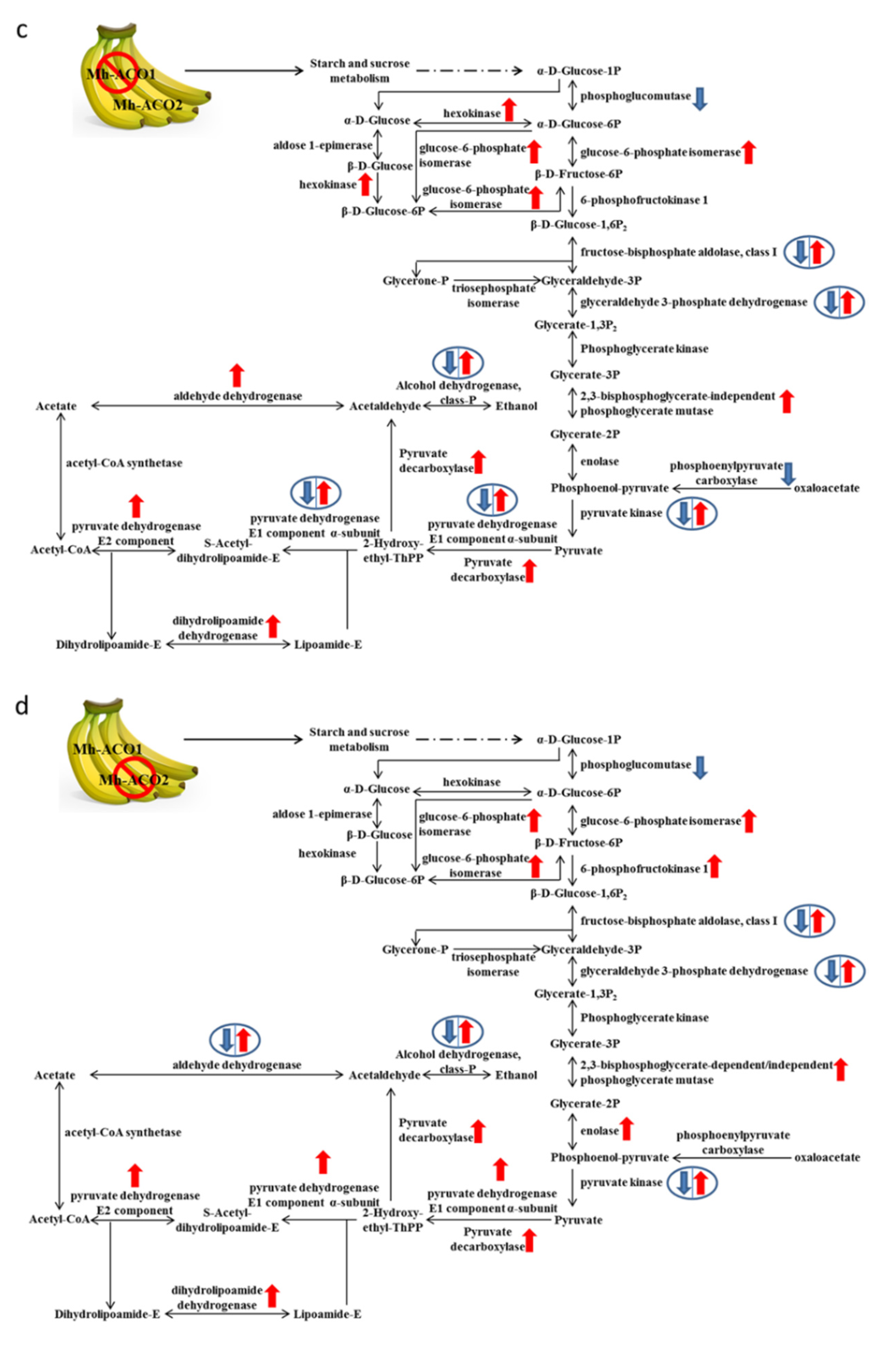 Plants 09 01120 g002b