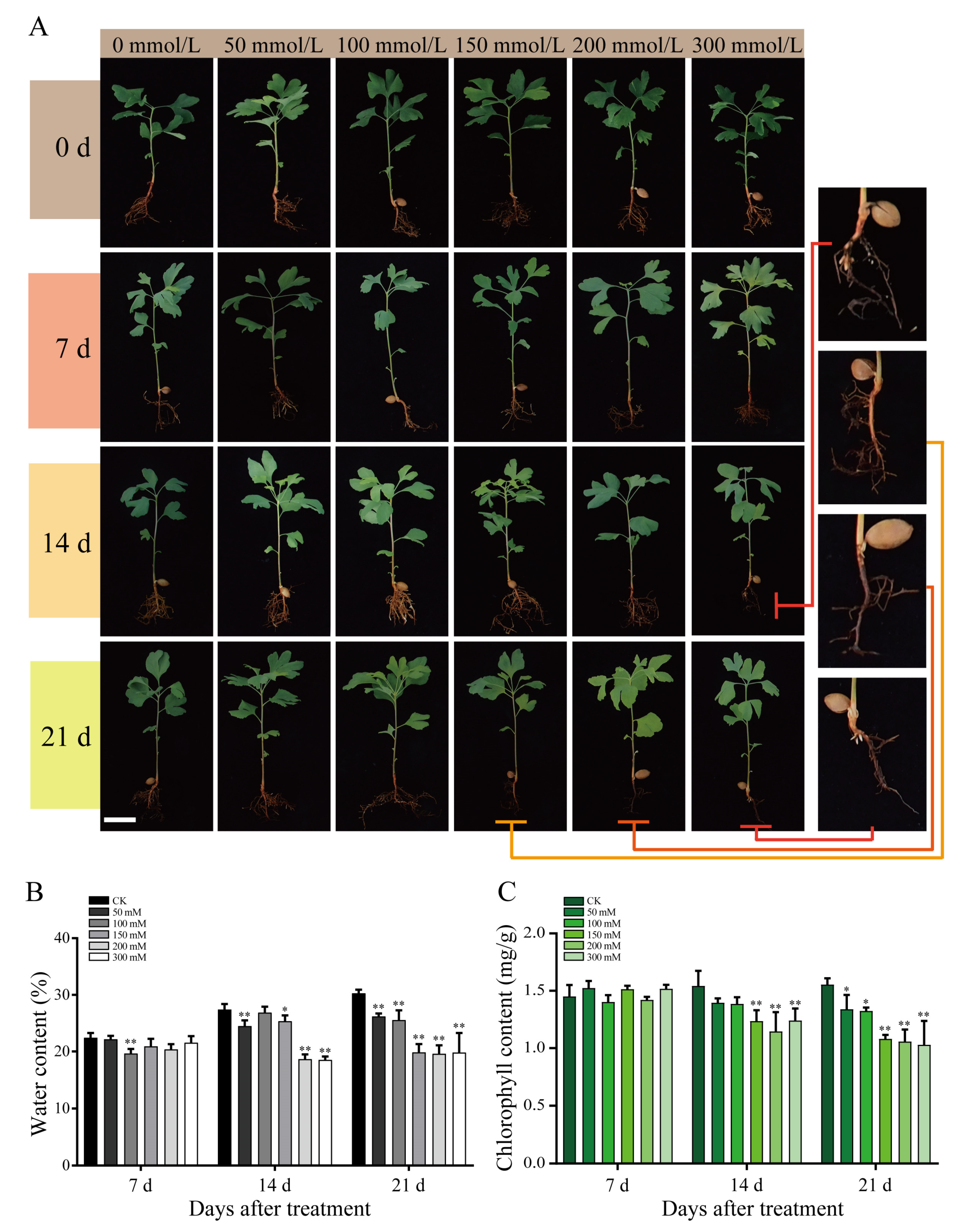 Plants Free Full Text Gene Expression Profiles And Flavonoid Accumulation During Salt Stress In Ginkgo Biloba Seedlings Html