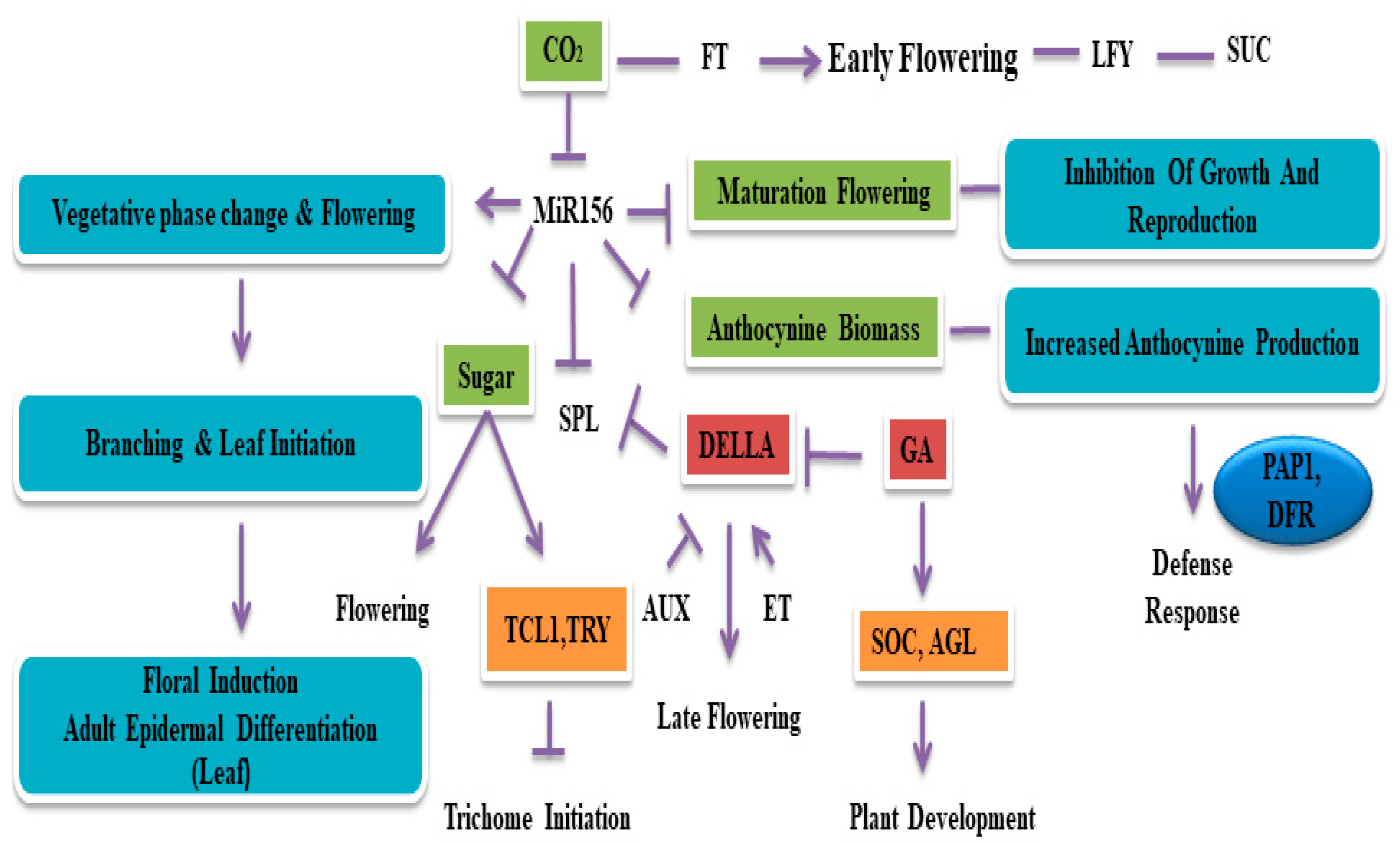 Plants Free Full Text Characterizing the Role of the miR156