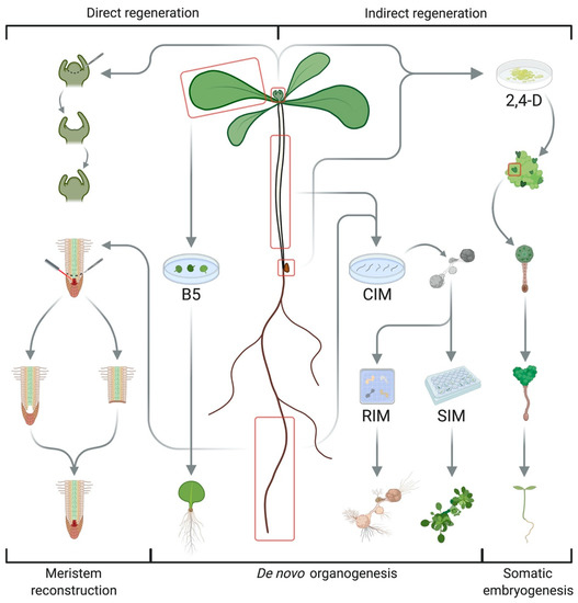 Plants | Free Full-Text | Natural Variation in Plant Pluripotency and  Regeneration